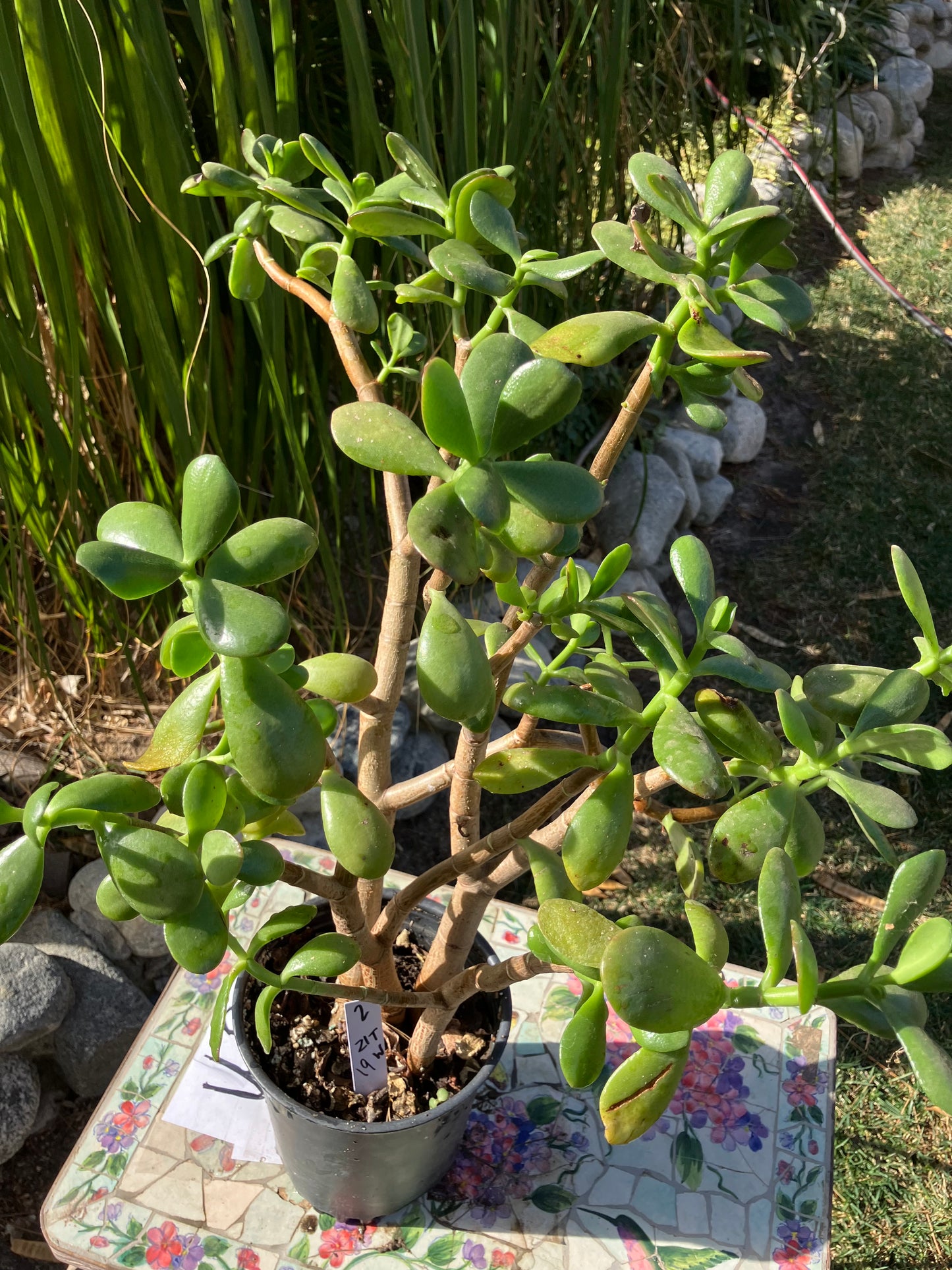 Crassula Ovata Money Jade 21”T 19”W #2W