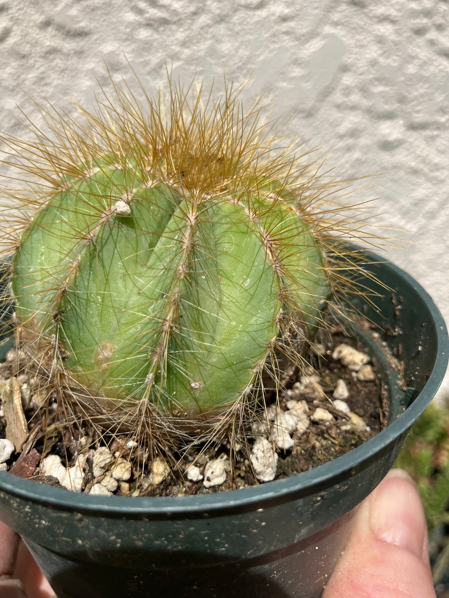 Notocactus magnificus Balloon Cactus 2.5"Wide #201Y minor scar