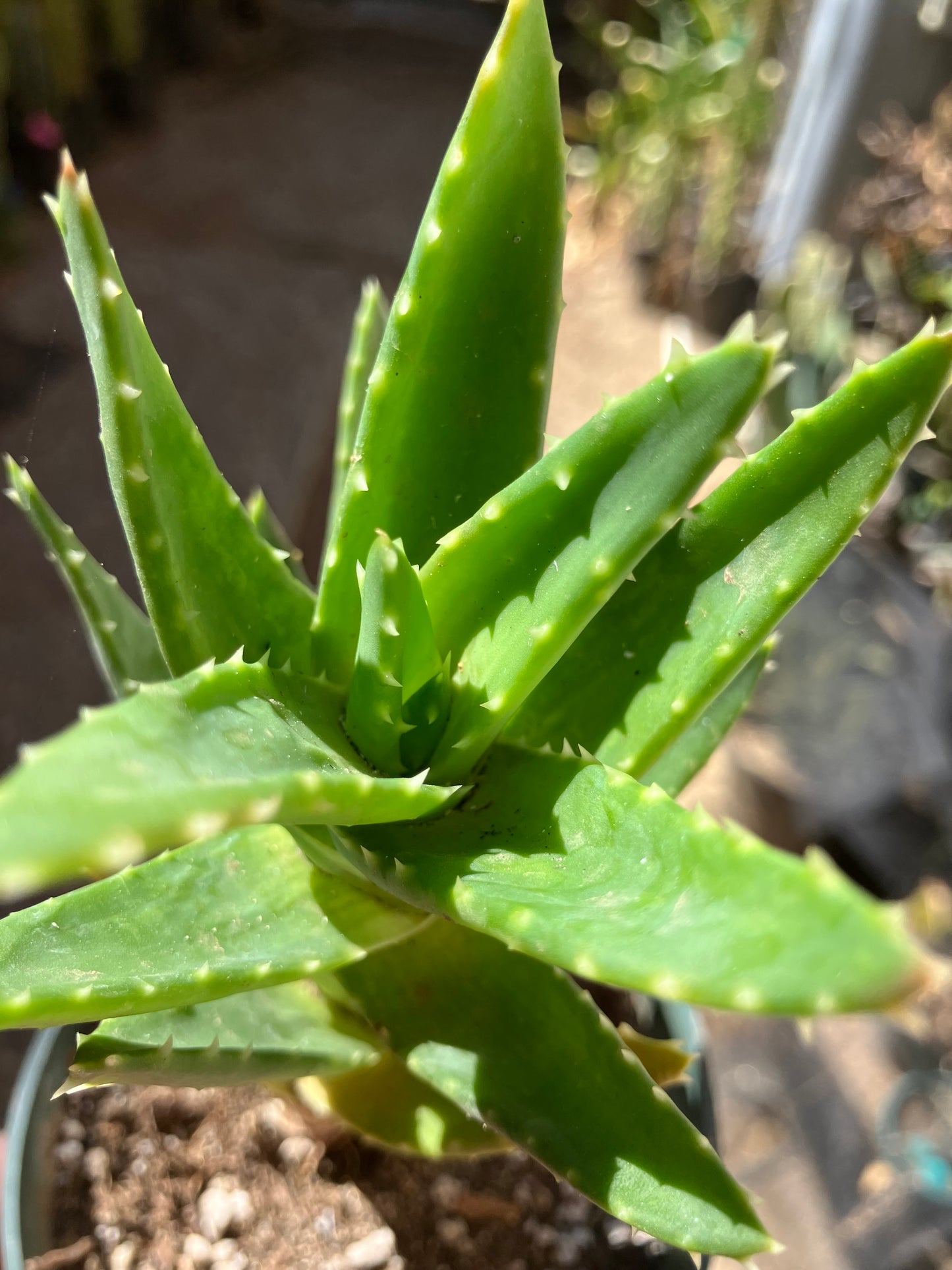 Aloe nobilis Green Succulent 6" Tall #06B