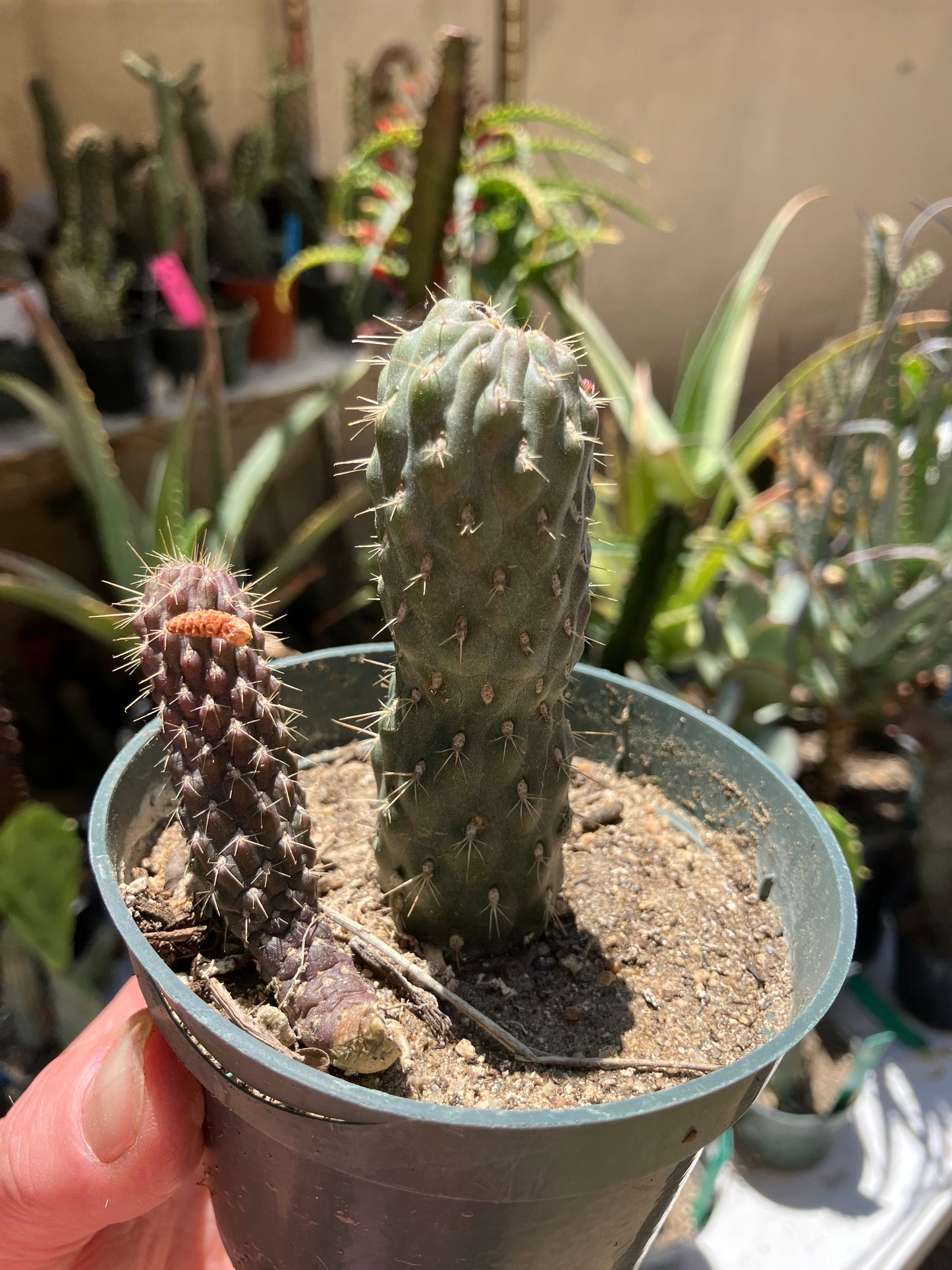 Cylindropuntia fulgida Cholla Boxing Glove Cactus Crest 3.5"Tall #355B