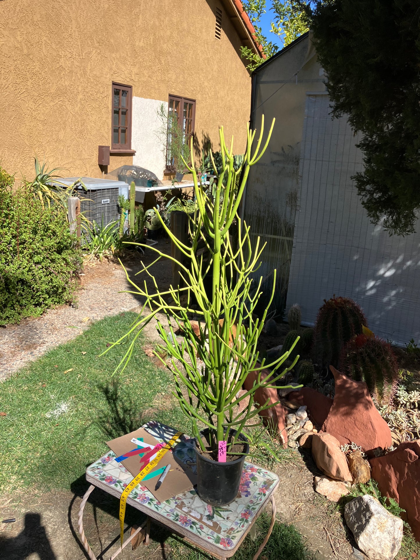 Euphorbia tirucalli Pencil Cactus/Succulent 37"Tall 17"Wide #2P