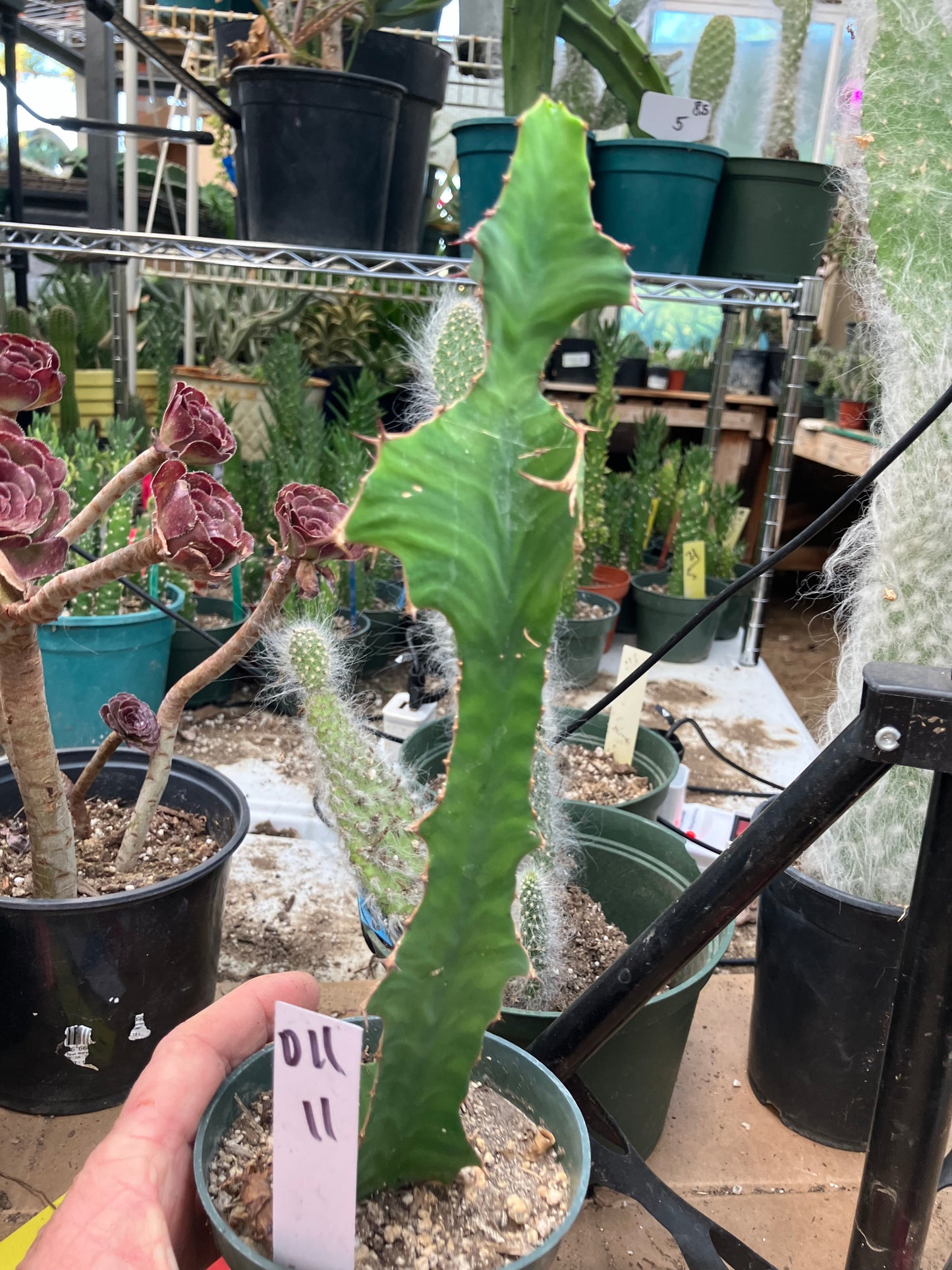 Euphorbia pseudocactus Zig Zag 11”Tall #011W