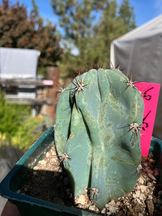 Cereus Peruvianus Monstrose Night Blooming 3.5”Tall #35P