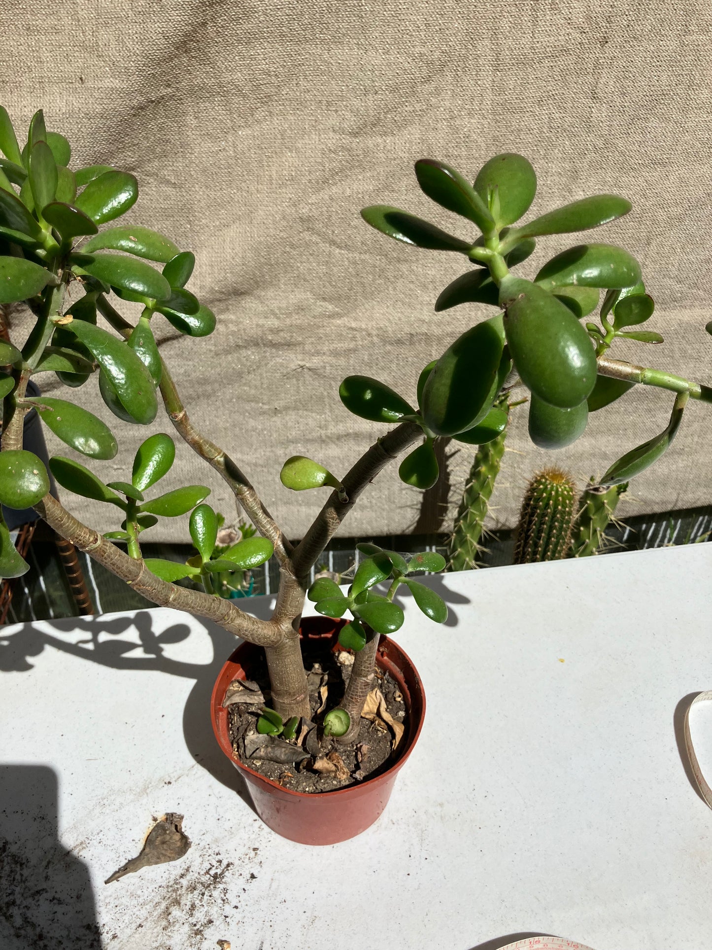 Crassula Ovata Money Jade 16”T 17”W #171G