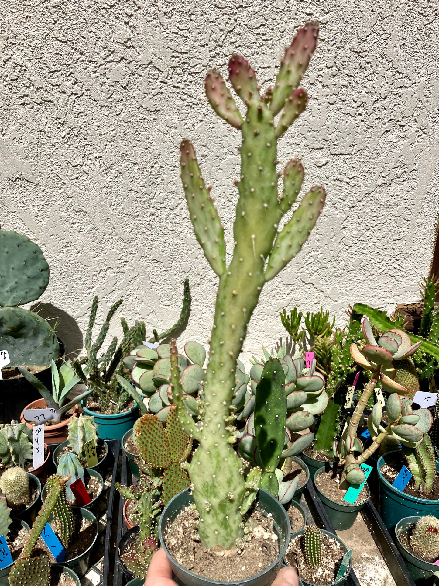 Opuntia monacantha  "Joseph's Coat" Cactus 14"Tall #140W