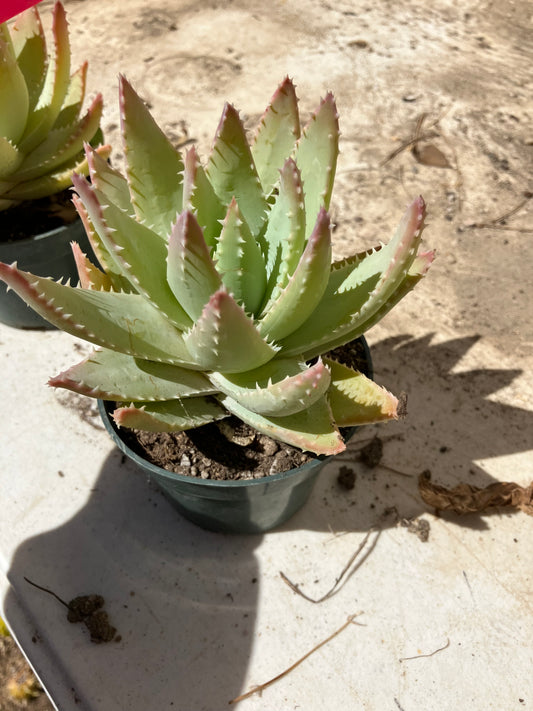 Aloe Brevifolia Succulent 6" Wide #61B