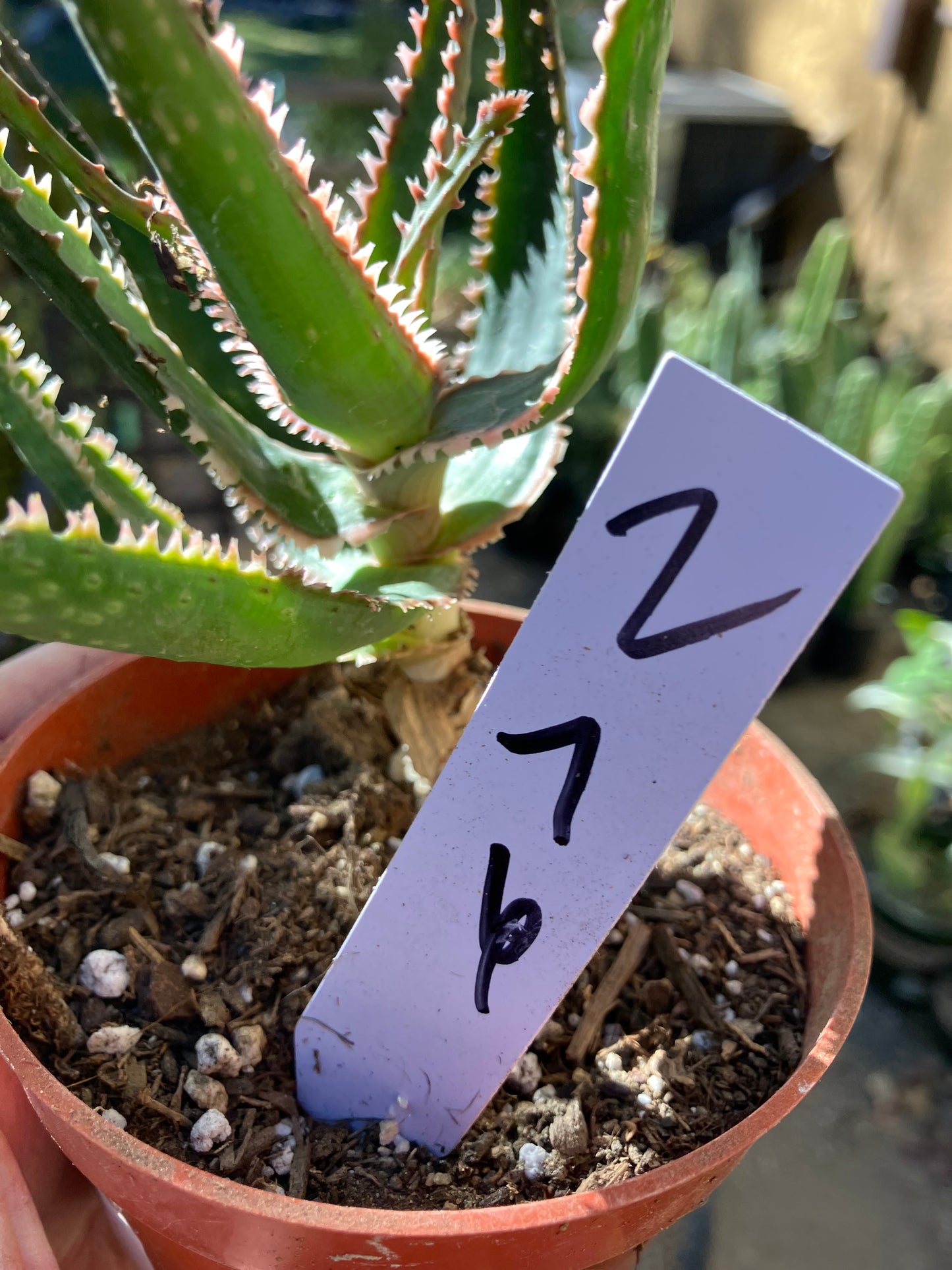 Aloe  Swordfish Succulent 7" Wide #2W