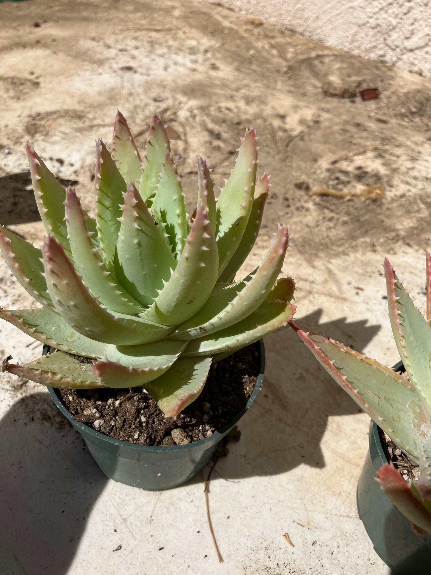 Aloe Brevifolia Succulent 6" Wide #60P