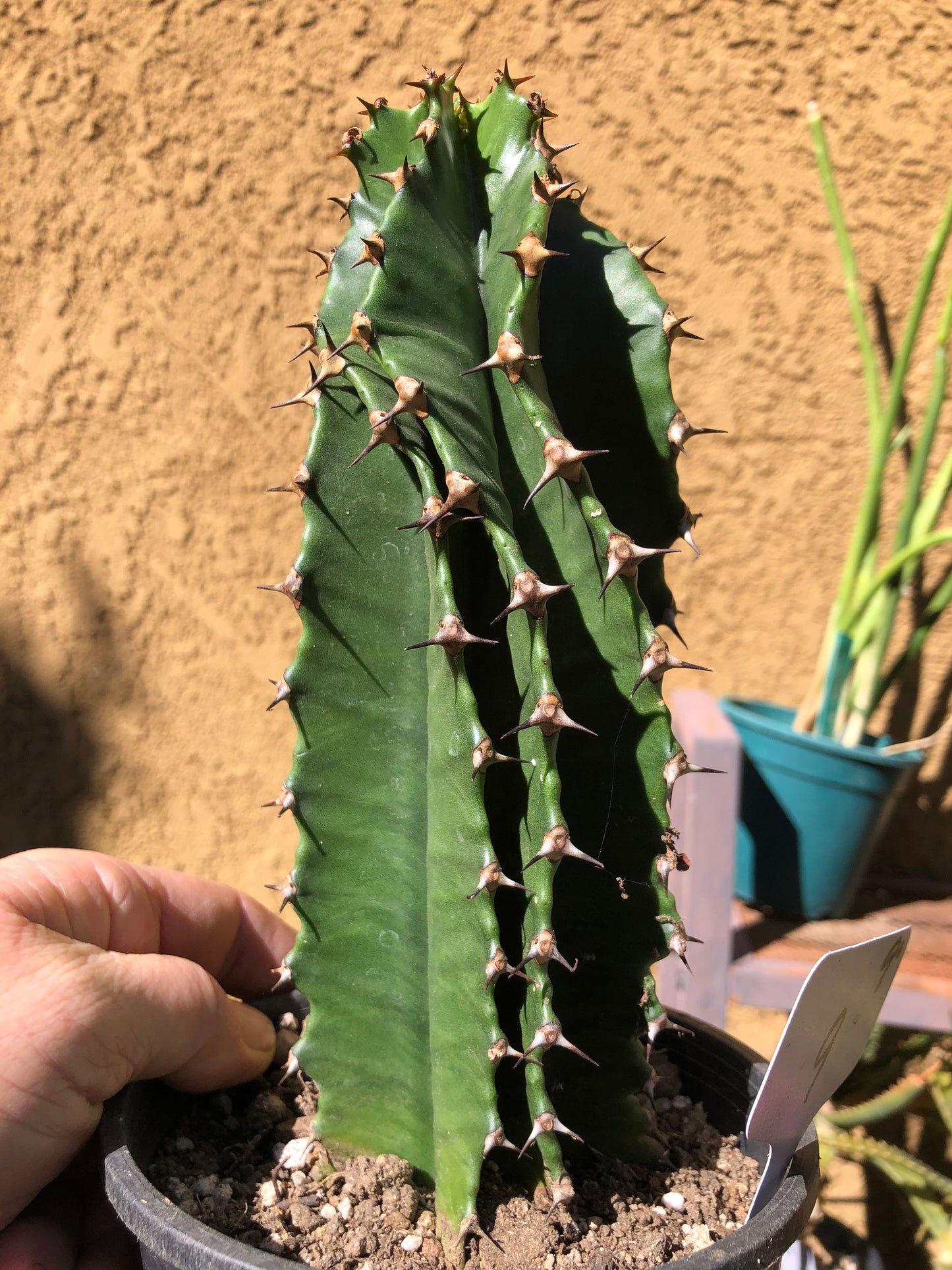 Euphorbia ingens Candelabra Tree Chocolate Drop 9”Tall #90W