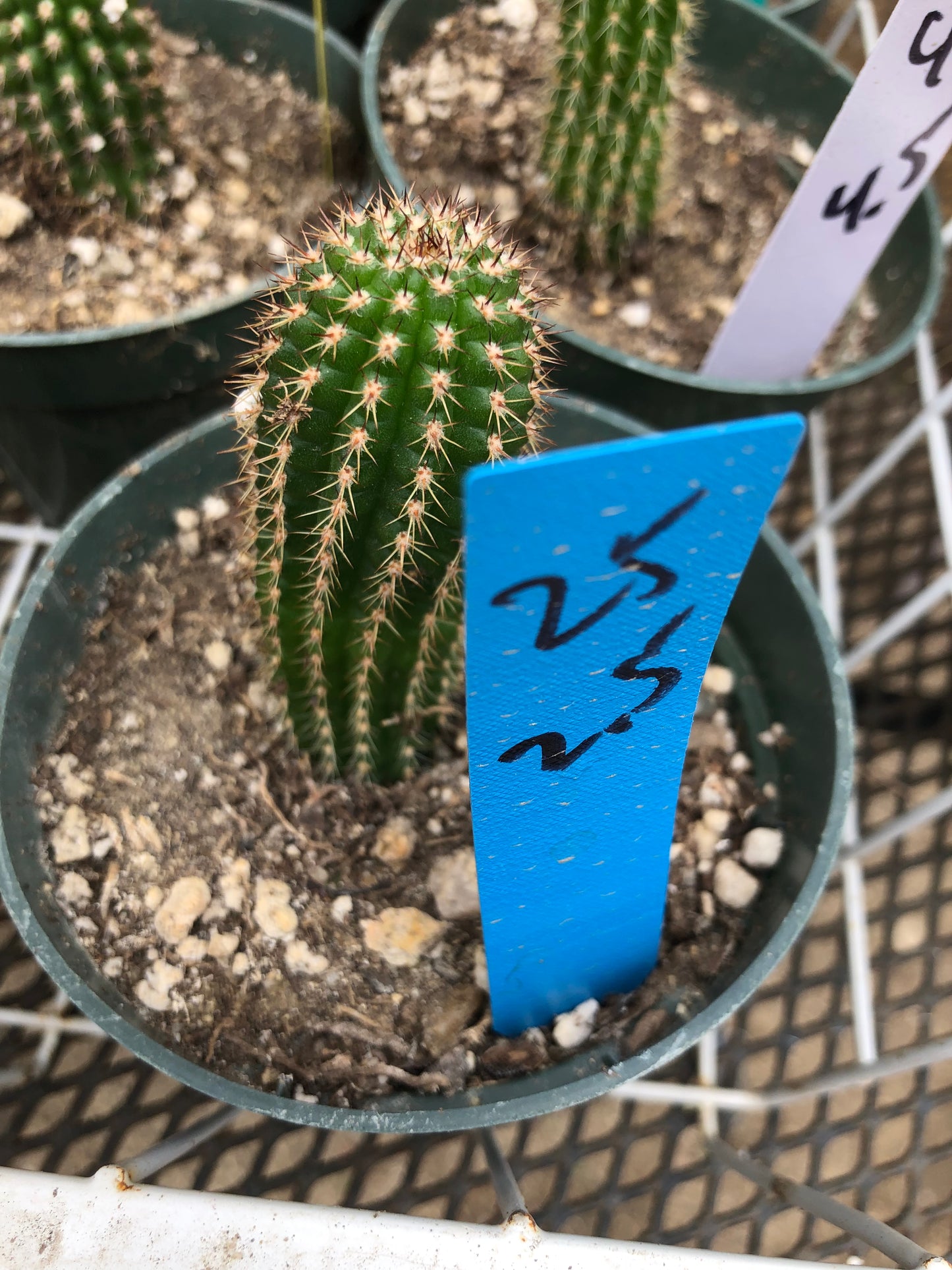 Trichocereus brevispinulosus Indian Comb Cactus 2.5"Tall #25B