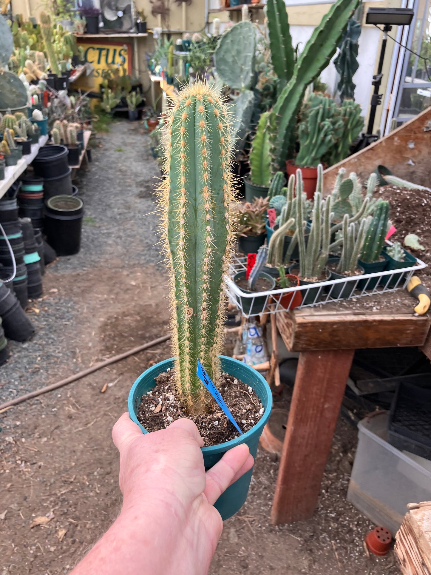 Pilosocereus Piauhyensis Gorgeous Thick Specimen 11.5” Tall #44B