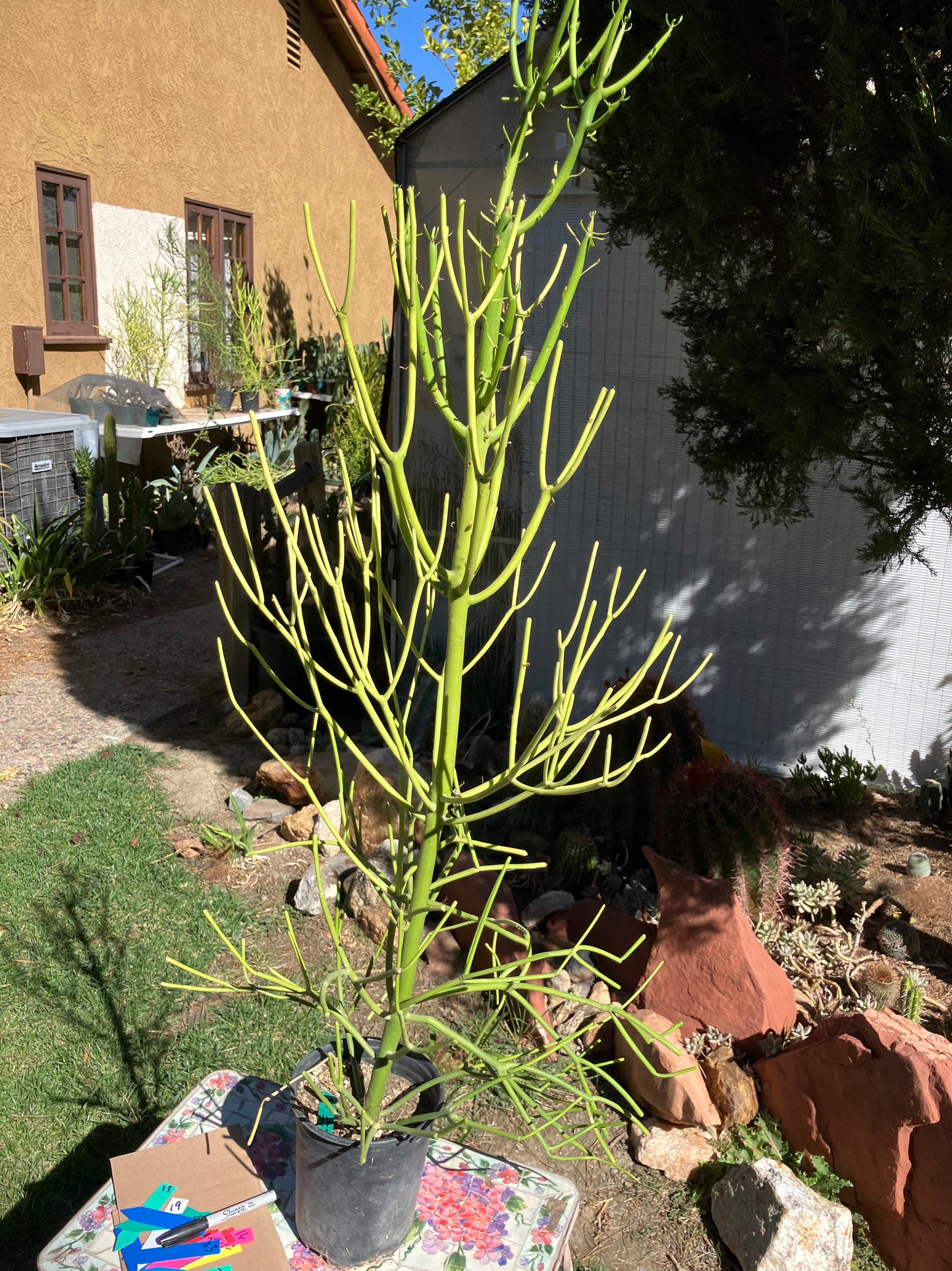 Euphorbia tirucalli Pencil Cactus/Succulent 46"Tall 18"Wide #27G