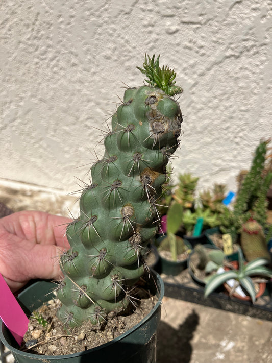 Cholla Cylindropuntia  Buckhorn 6”Tall #76P