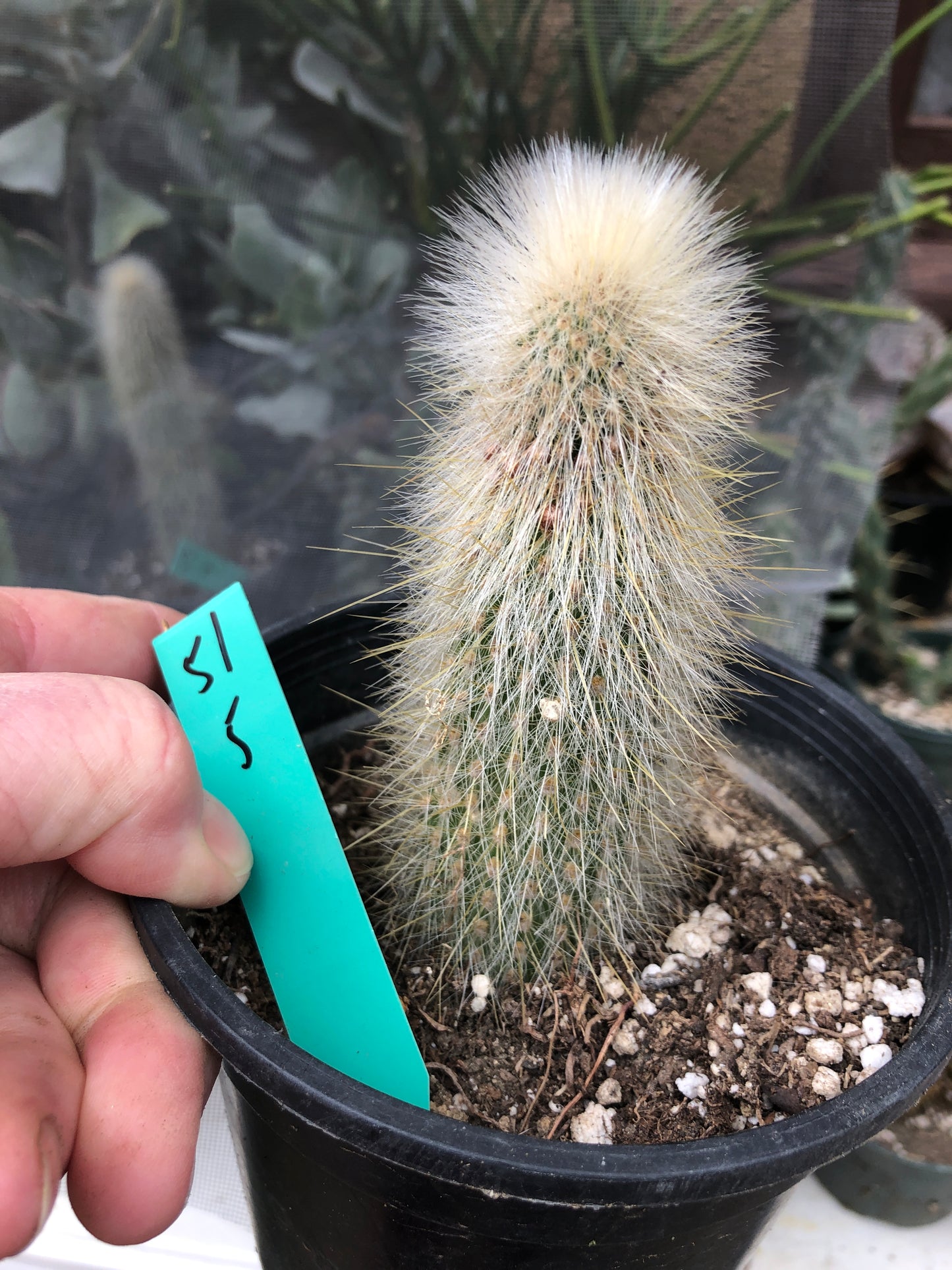 Cleistocactus Strausii Silver Torch Cactus 5”Tall #51G