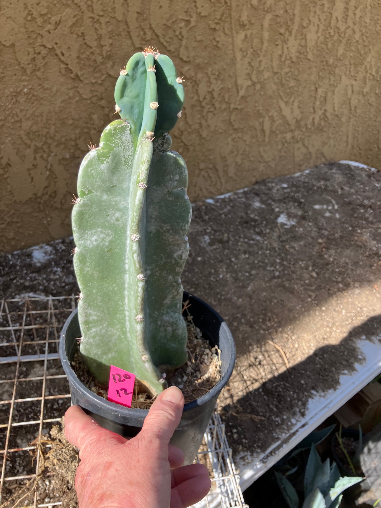 Cereus Peruvianus  Night Blooming 12"Tall  #120P