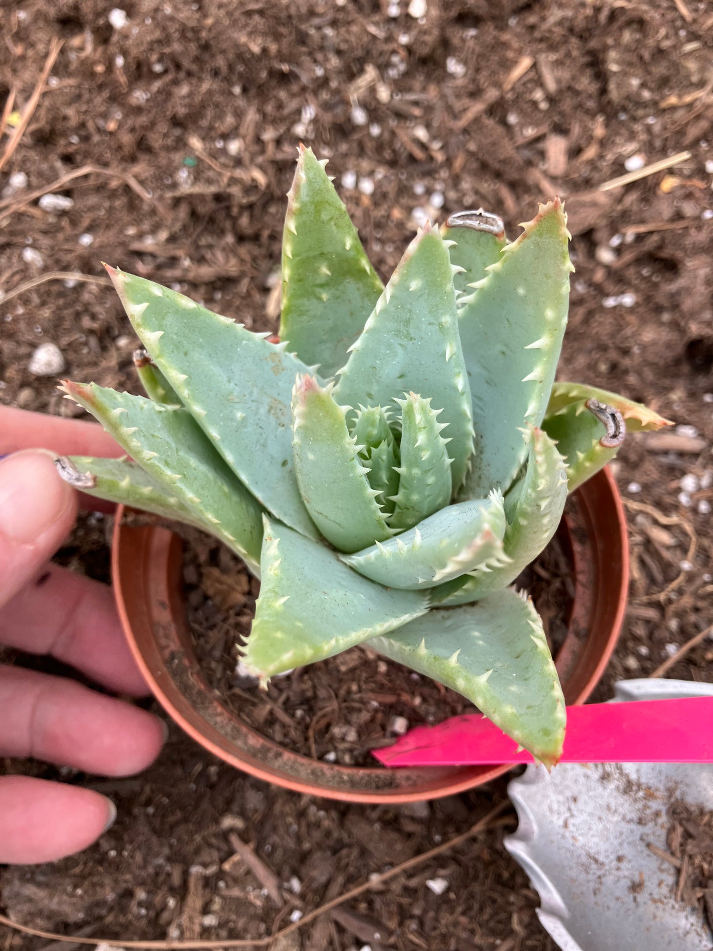 Aloe Brevifolia Short Leaf Aloe  Succulent 3" Wide #21P