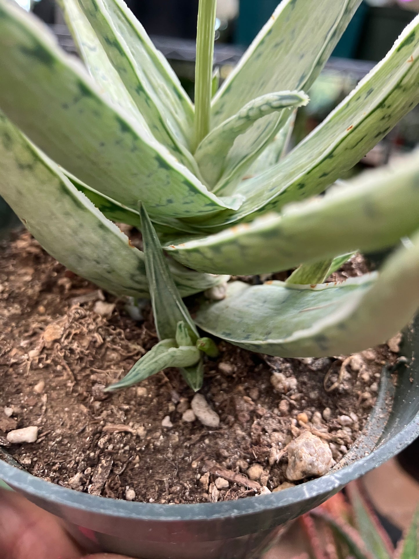 Aloe Hybrid Snow Drift Succulent 6”Wide #60R