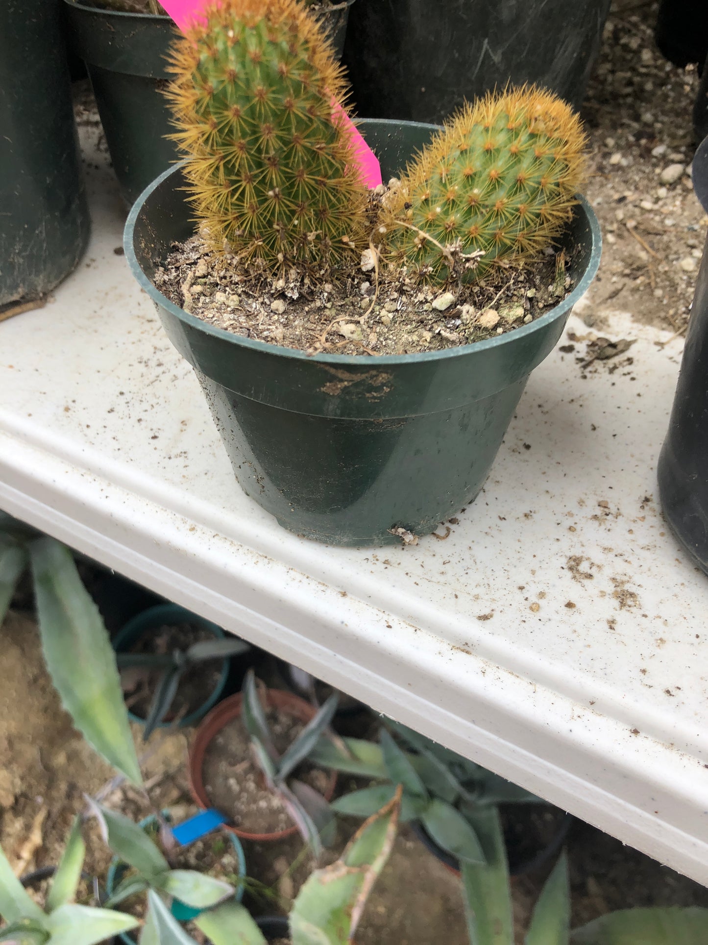 Cleistocactus winteri Golden Rat Tail Cactus 2.5”Tall #26P