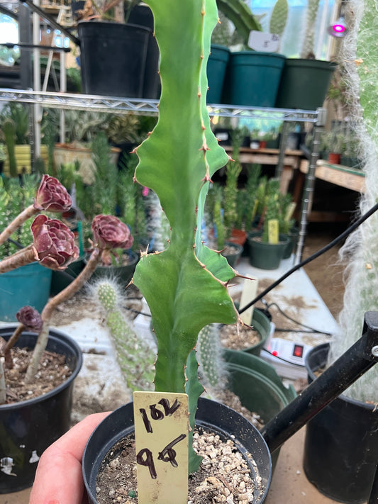 Euphorbia pseudocactus Zig Zag 9”Tall #102Y