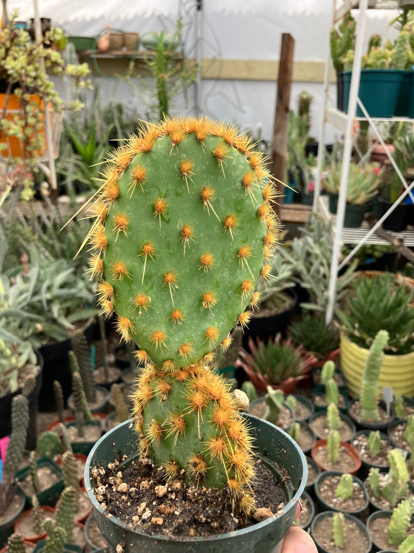 Opuntia Chenille Prickly Pear 7"Tall  #54G