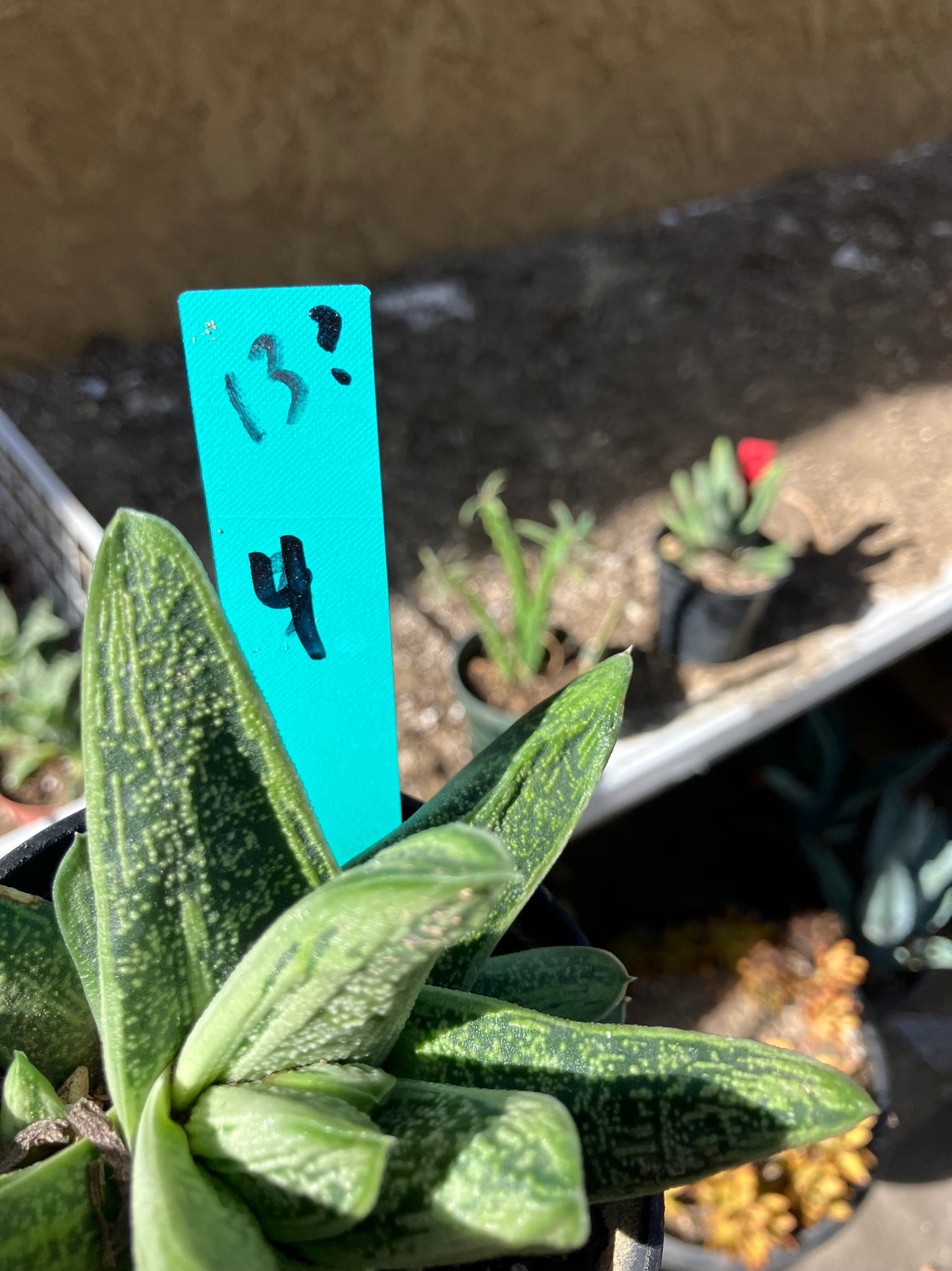 Gasteria Succulent Little Warty 4”Wide #13G