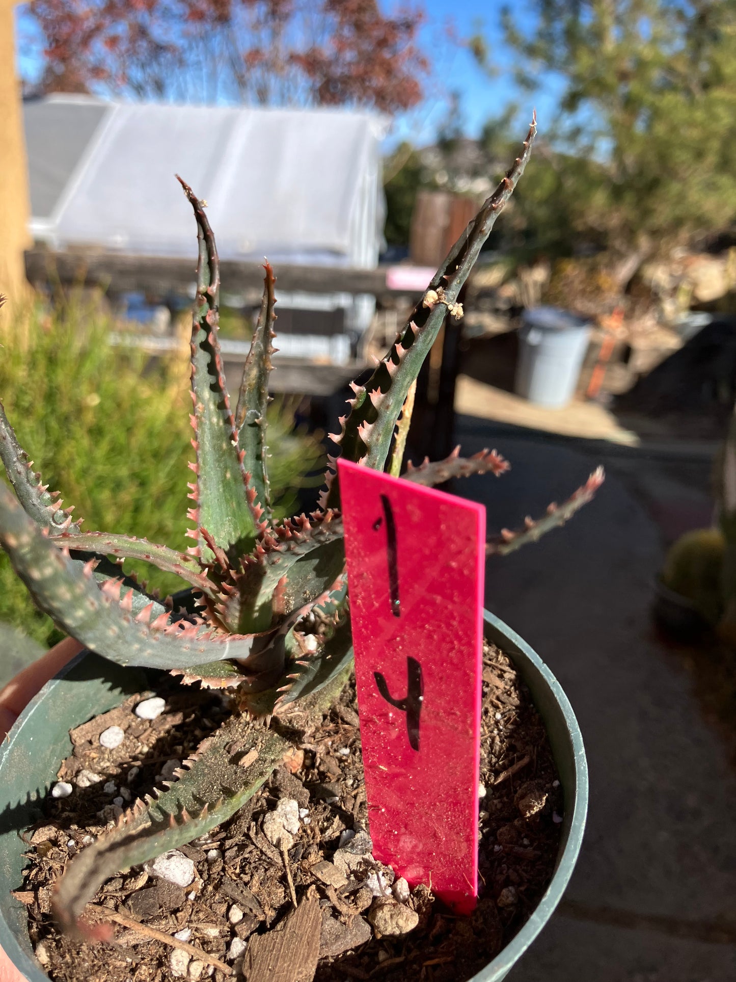 Aloe  Swordfish Succulent 4"Wide #1P