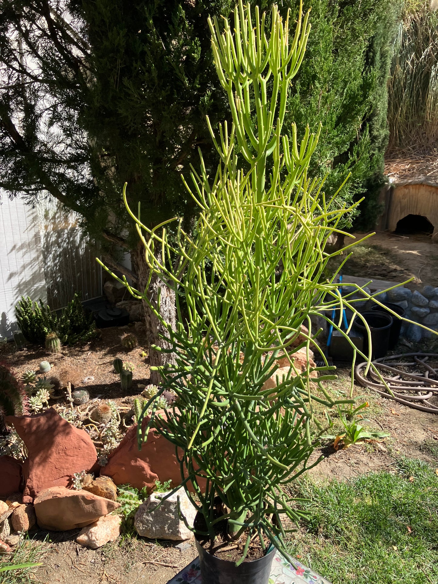 Euphorbia tirucalli Fire Stick Cactus/Succulent 47"Tall 25"Wide #13G