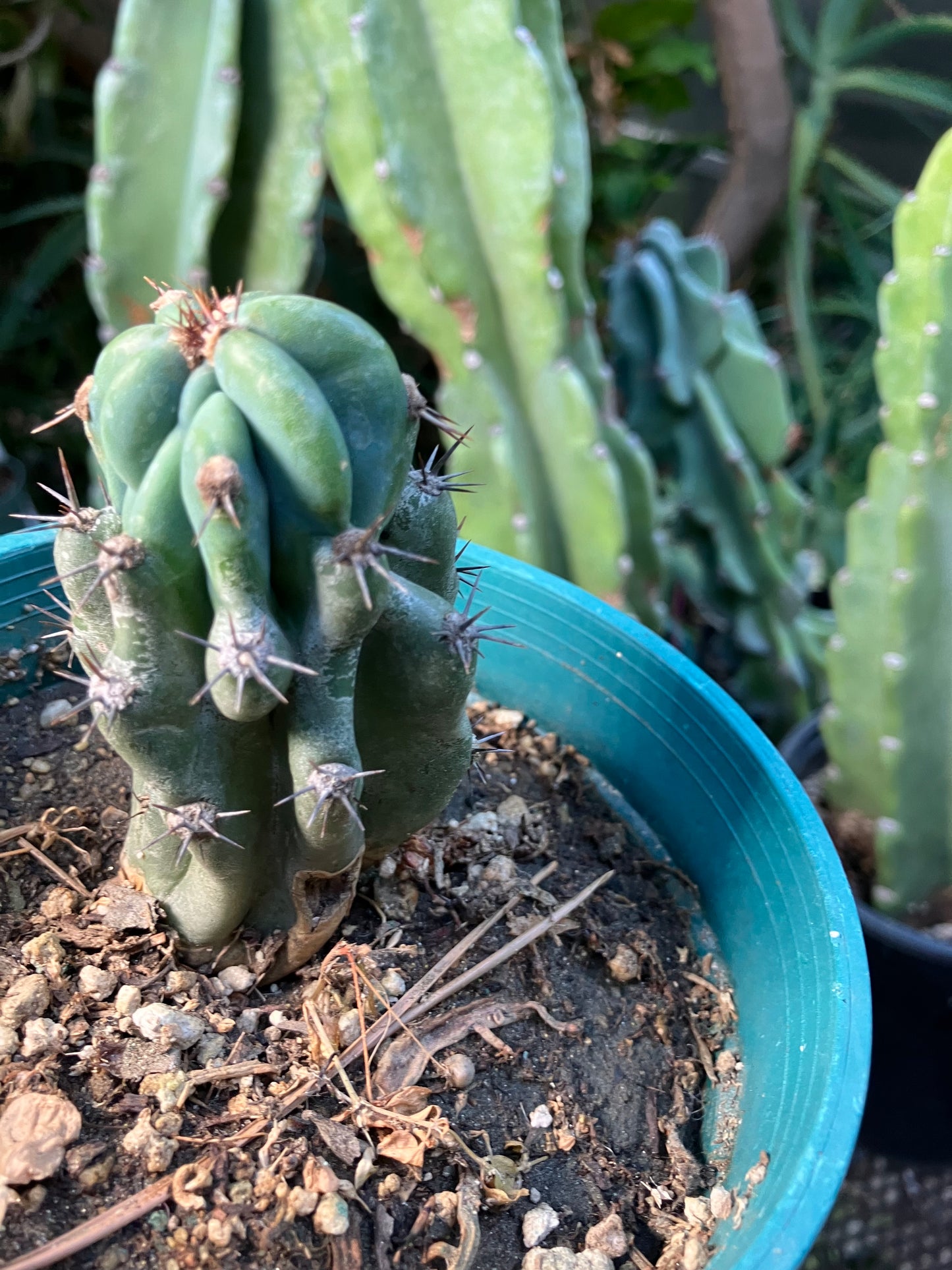 Cereus Peruvianus Monstrose Night Blooming 3.5”Tall #735W