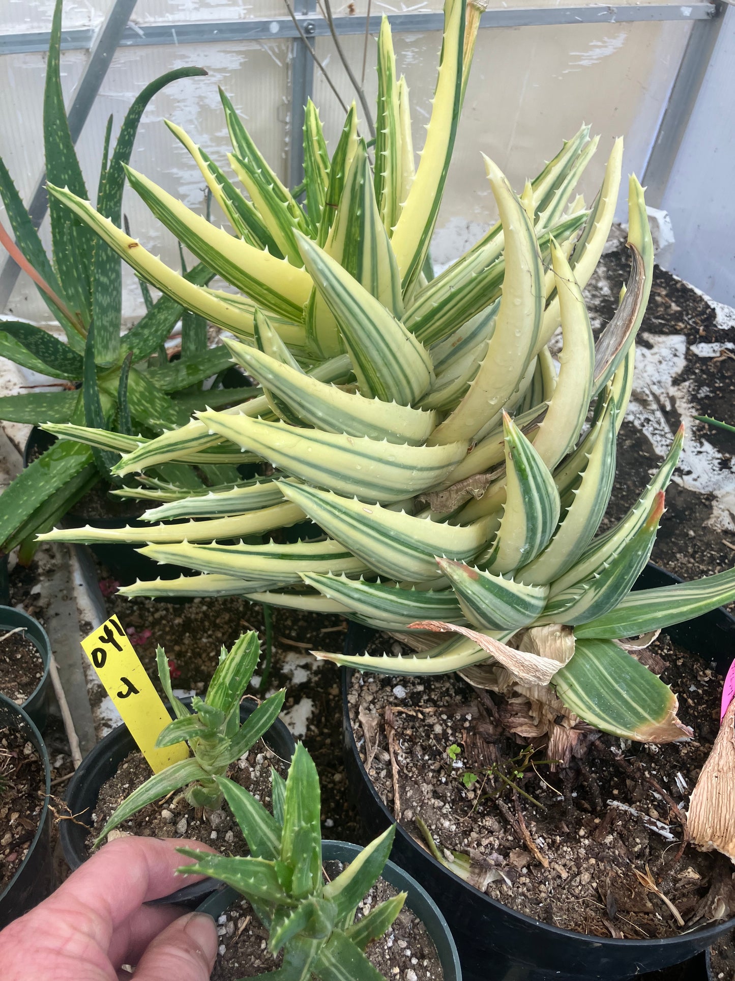 Aloe nobilis Variegated Succulent 3" Tall #R