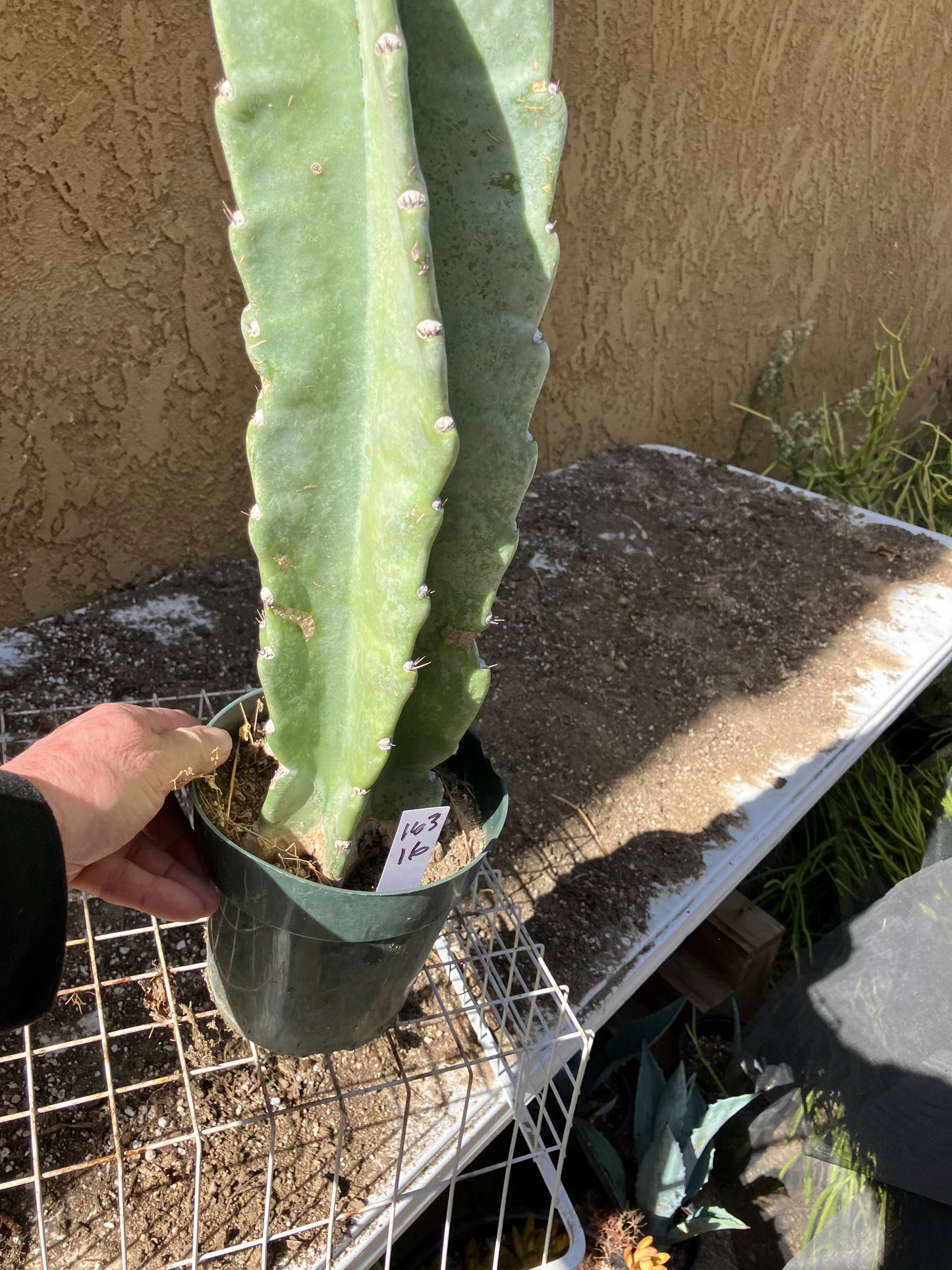 Cereus Peruvianus  Night Blooming 16"Tall #163W