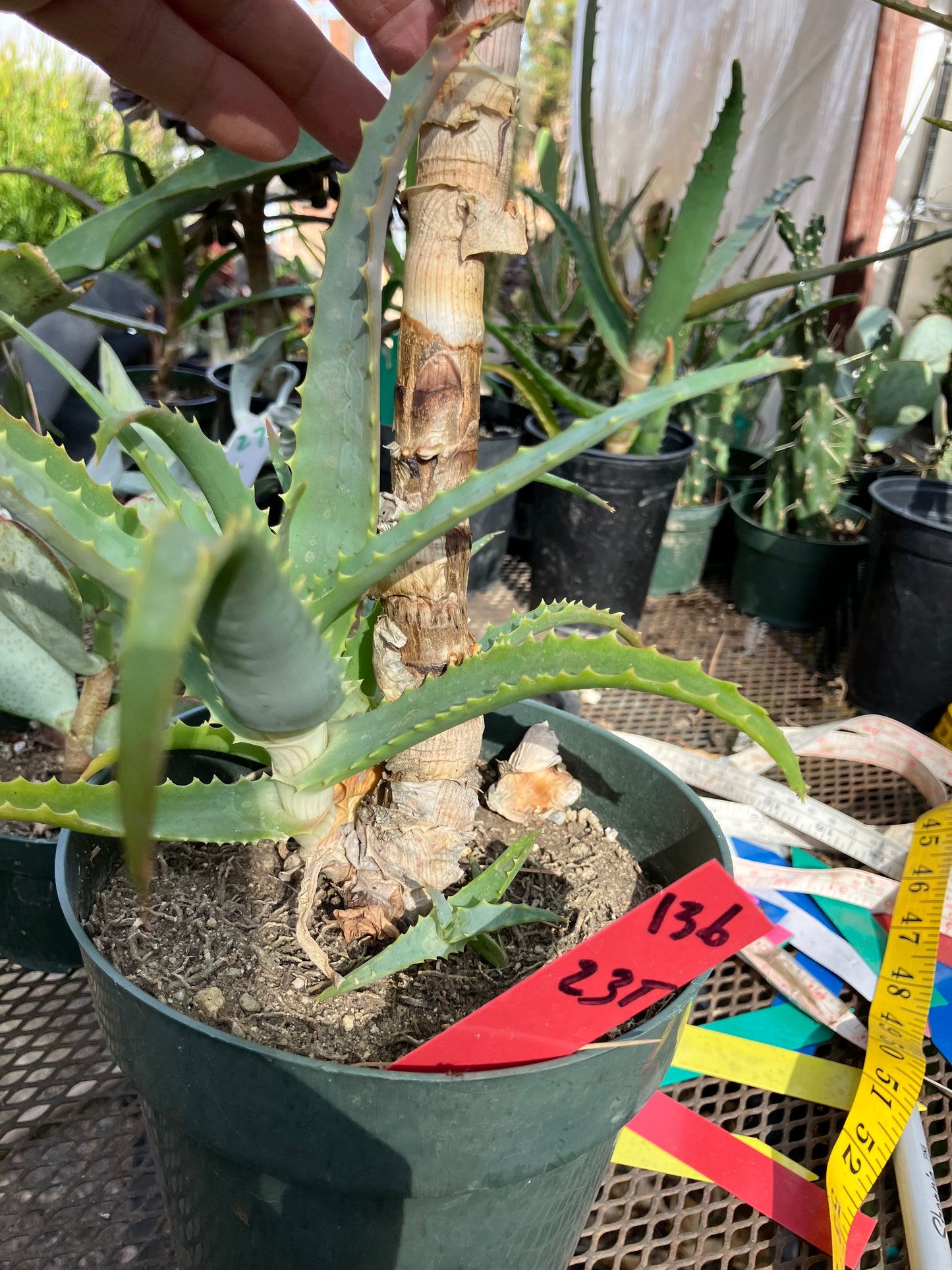 Aloe arborescens Torch Aloe 23"Tall 6Yr Old Succulent Plant #136R