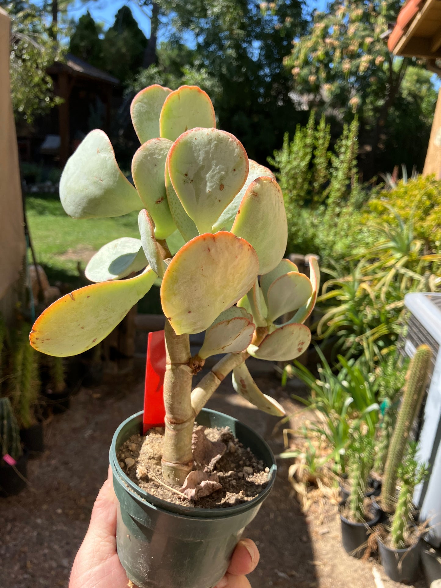 Crassula arborescens Silver Dollar 9”Tall #99R