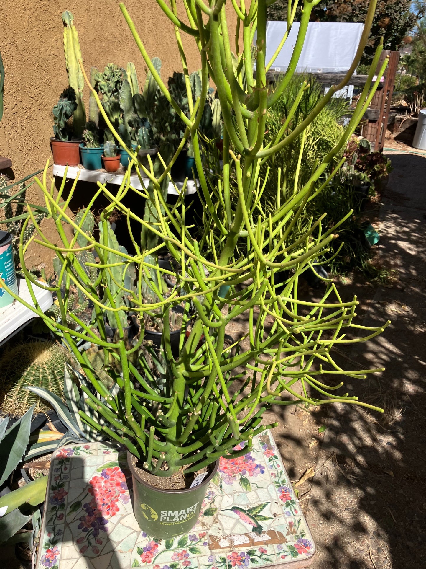 Euphorbia tirucalli Pencil Cactus/Succulent 37"Tall 19"Wide #19W