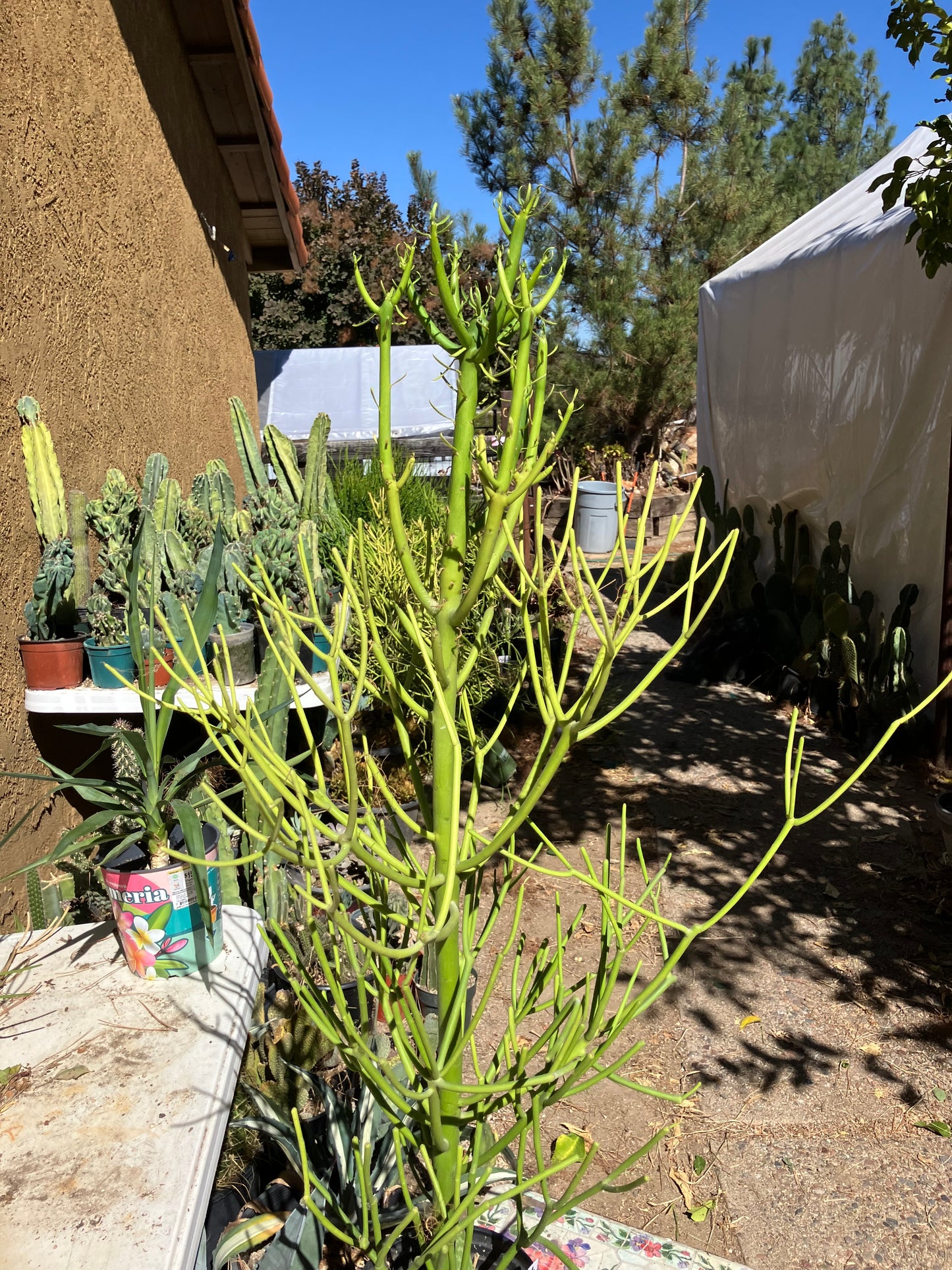 Euphorbia tirucalli Pencil Cactus/Succulent 38"Tall 18"Wide #93W