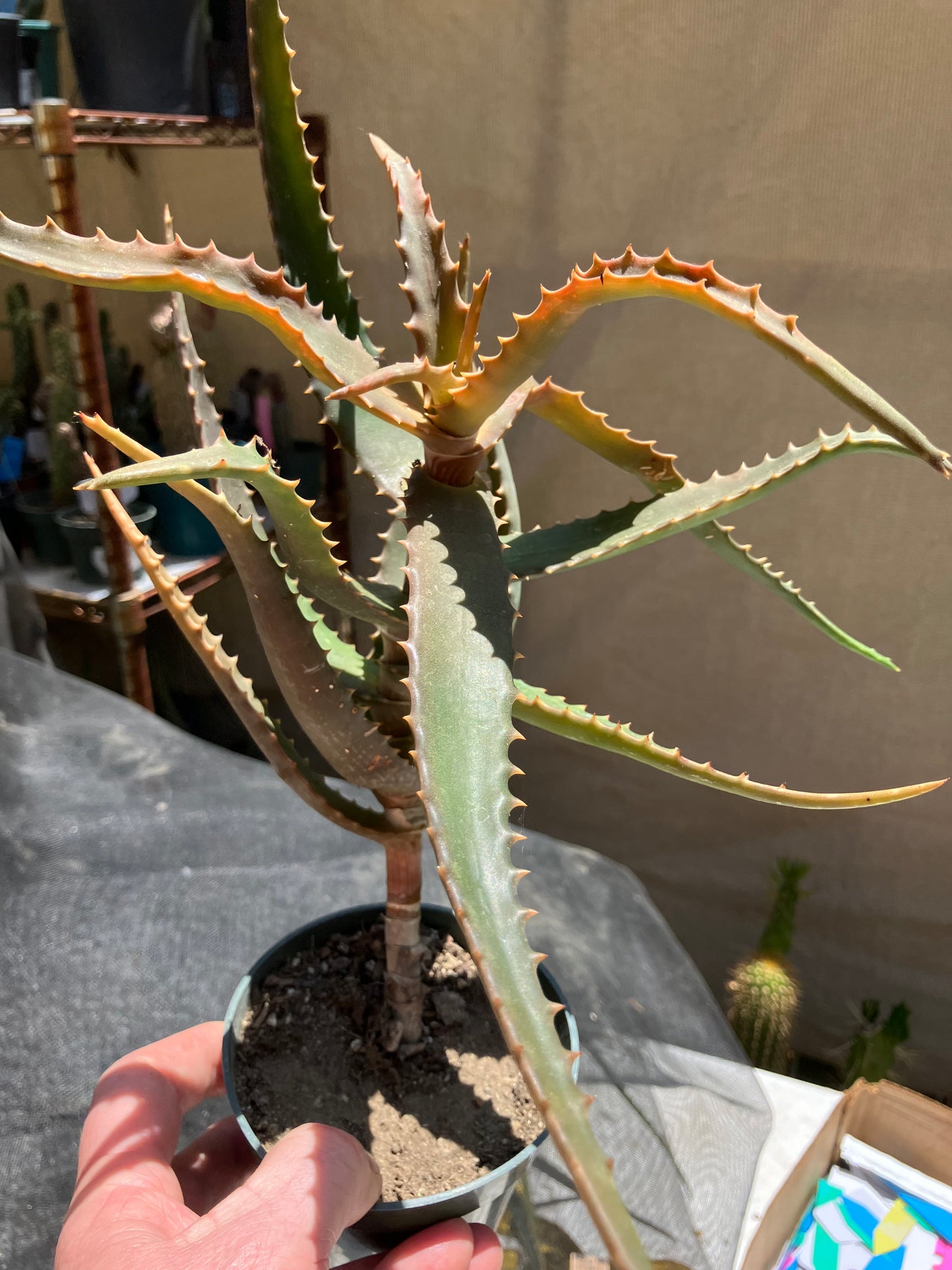 Aloe congolensis Congo Aloe Hybrid Succulent  9" Wide #97Y