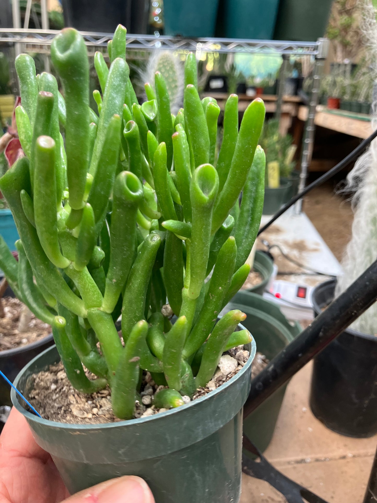 Crassula Gollum Jade Succulent Bonsai Style Living Plant 5”Tall 4" Wide #54B