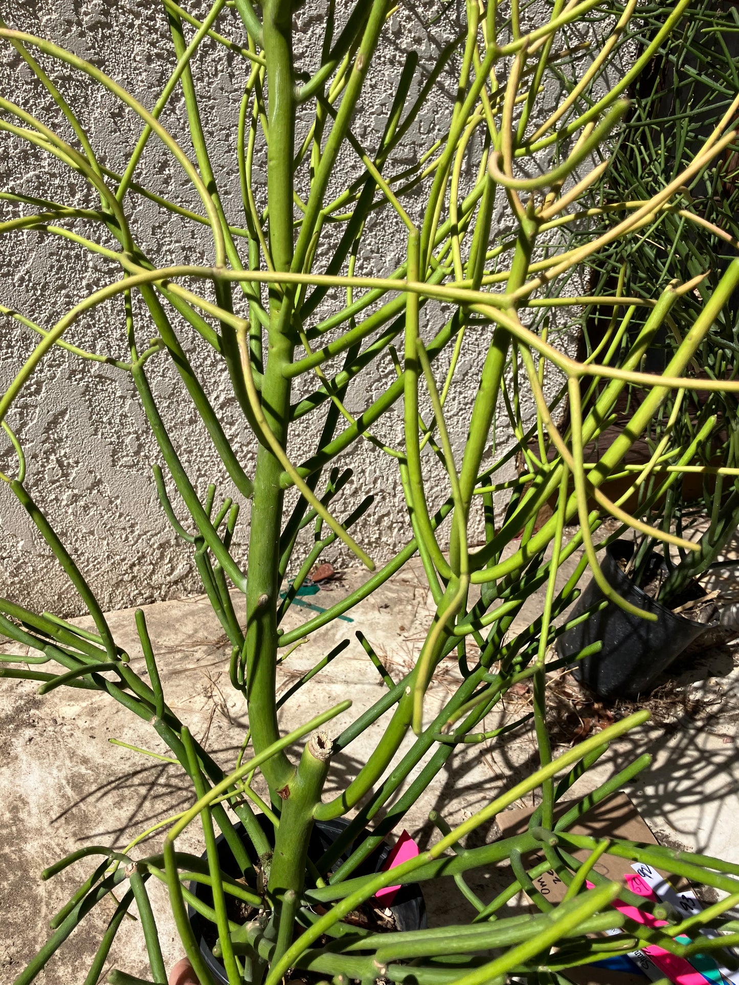 Euphorbia tirucalli Pencil Cactus/Succulent 35"Tall 20"Wide #101P