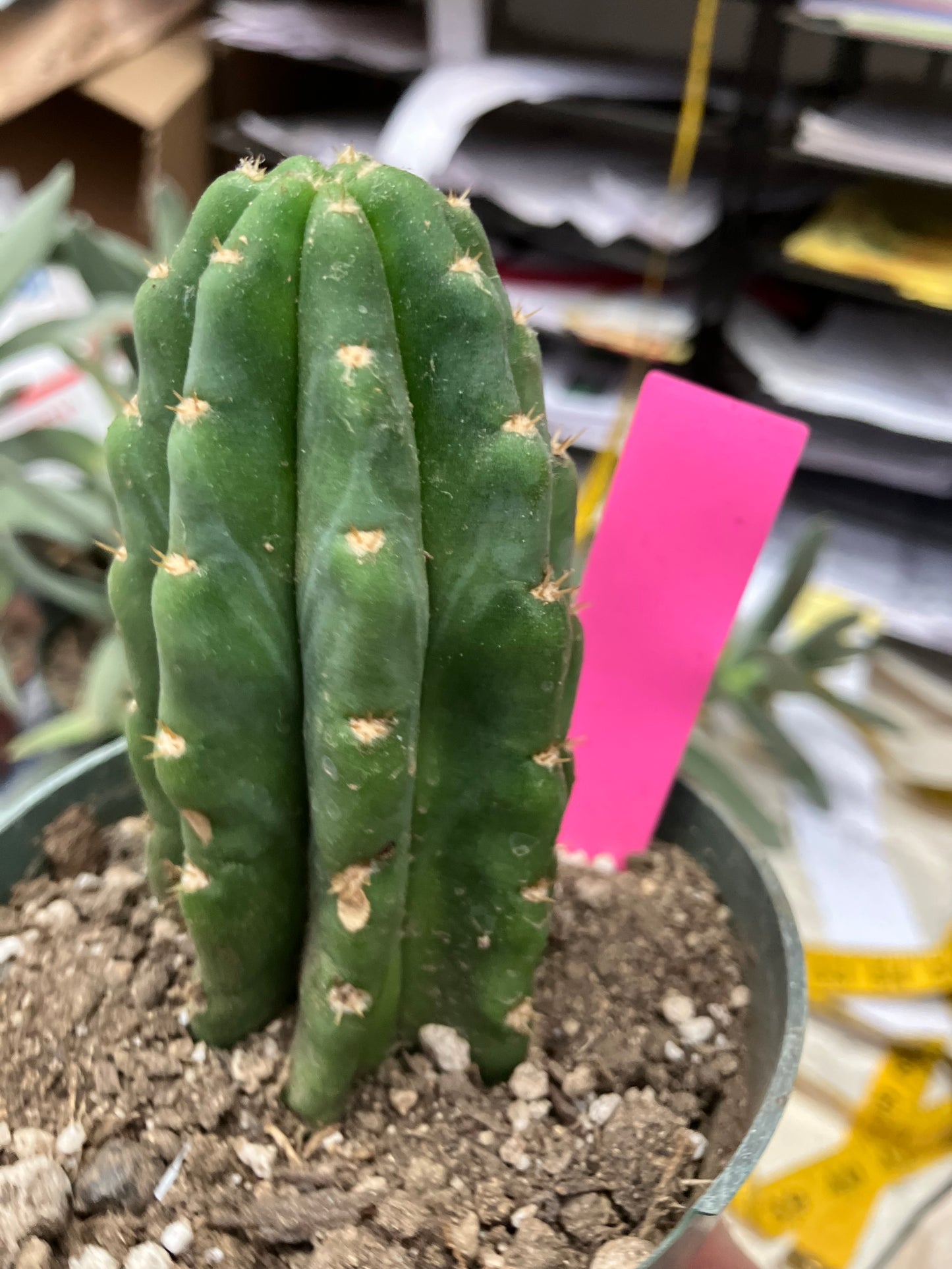 San Pedro Cactus  Trichocereus pachanoi 4"Tall #2P