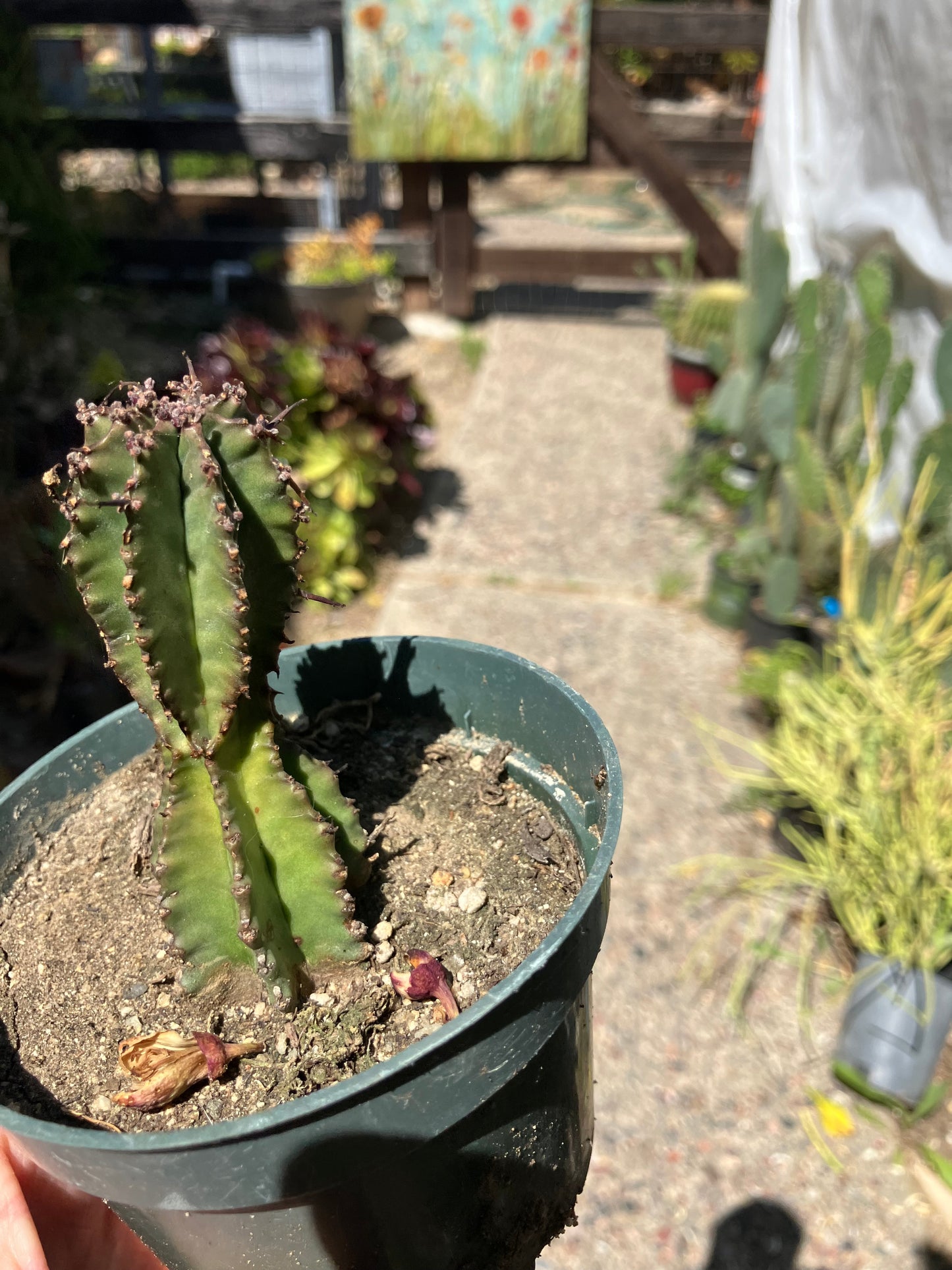 Euphorbia anoplia Green Tanzanian Zipper 5"Tall #215B