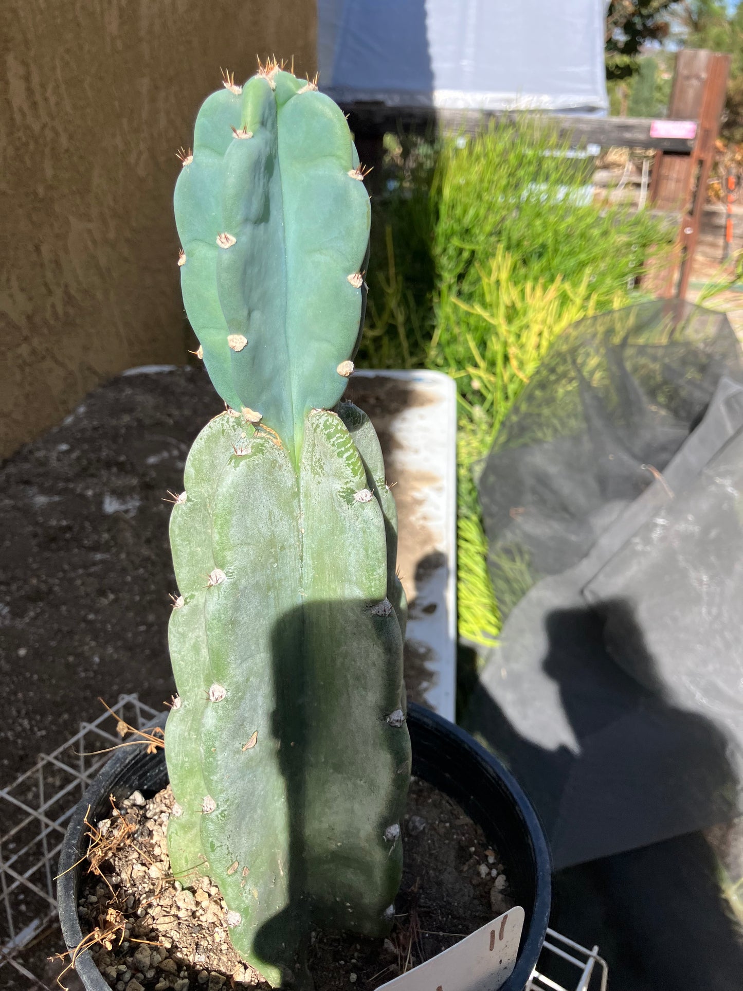 Cereus Peruvianus Night Blooming 11"Tall #11W