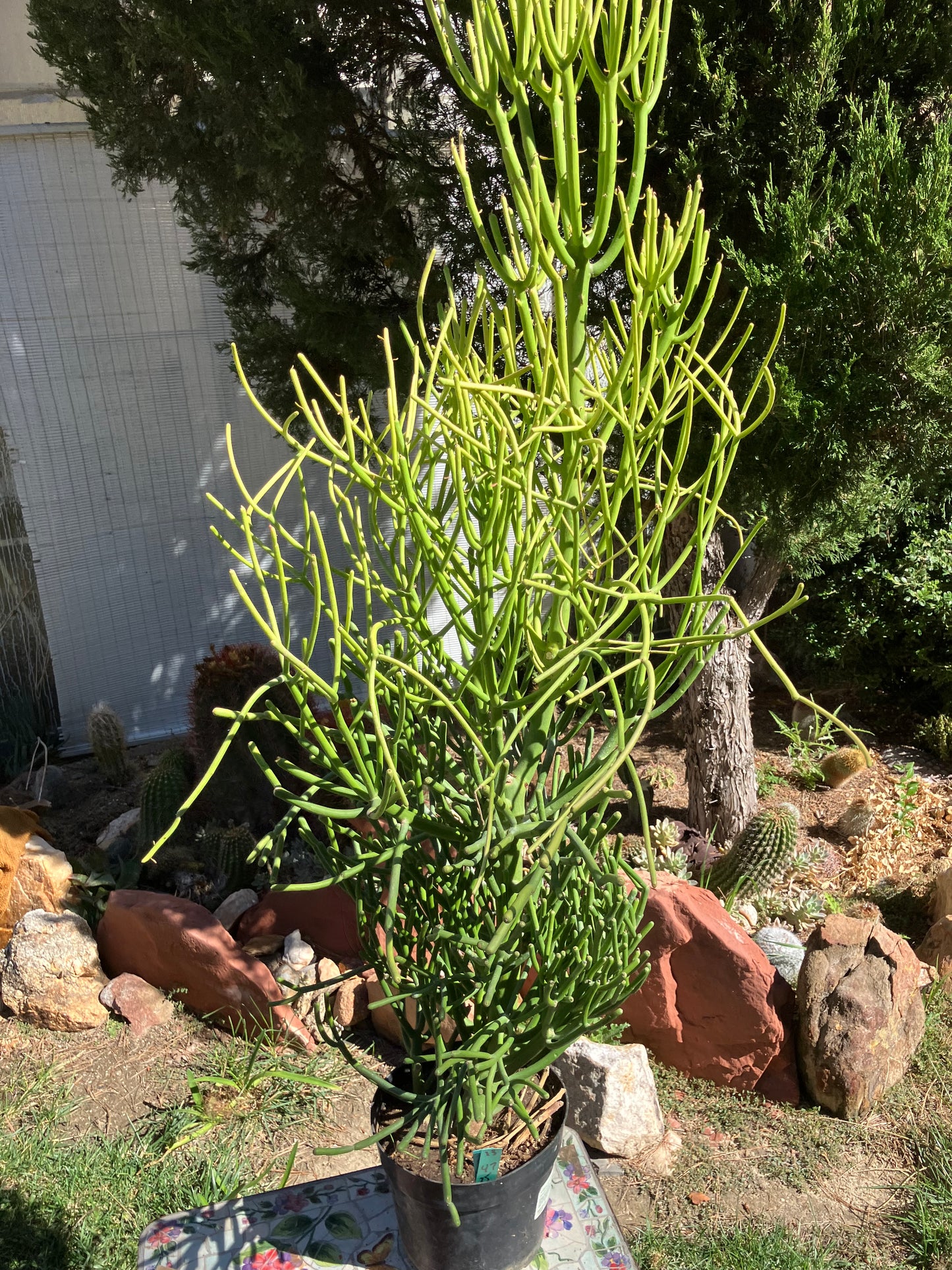 Euphorbia tirucalli Fire Stick Cactus/Succulent 47"Tall 25"Wide #13G