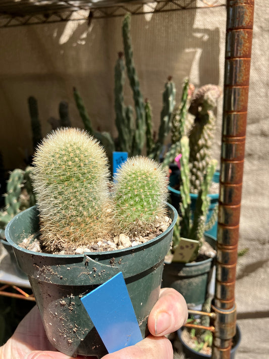 Notocactus Parodia scopa Silver Ball/Snowball Cactus 3" Tall #221B