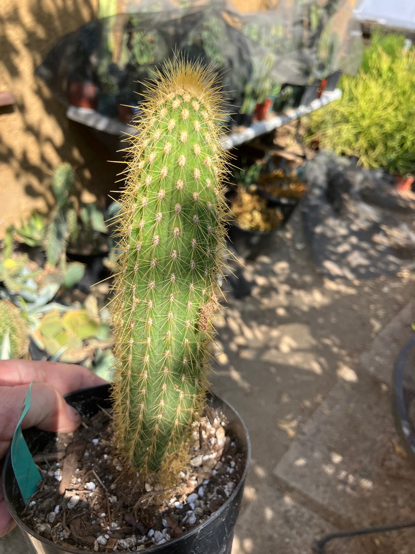 Cleistocactus hyalacanthus Cactus Columnar 9"Tall #99G