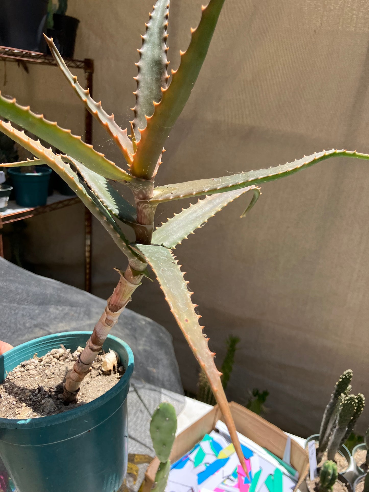 Aloe congolensis Congo Aloe Hybrid Succulent 11”Tall 12" Wide #112W