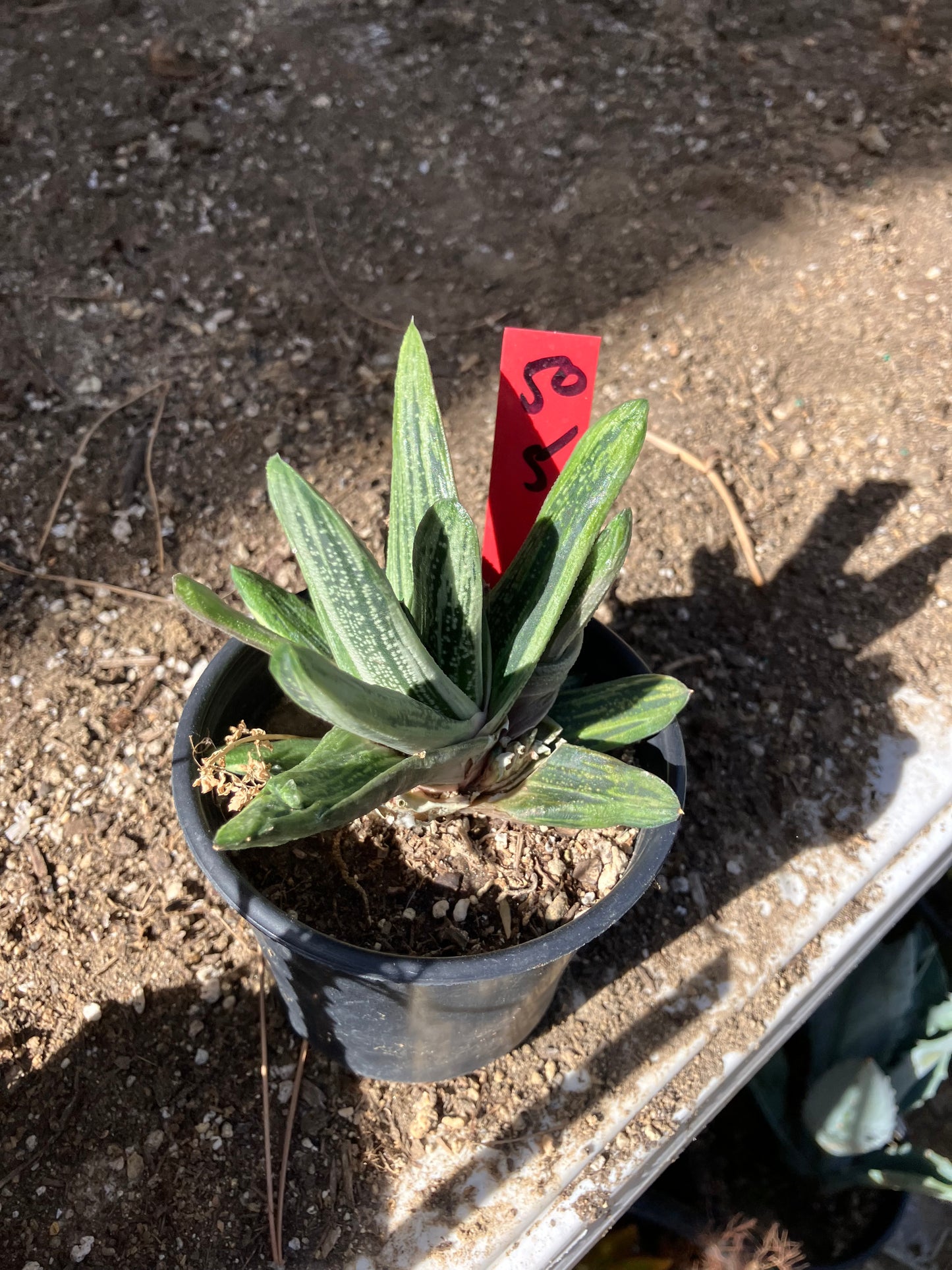 Gasteria Succulent Little Warty 5”Wide #50R