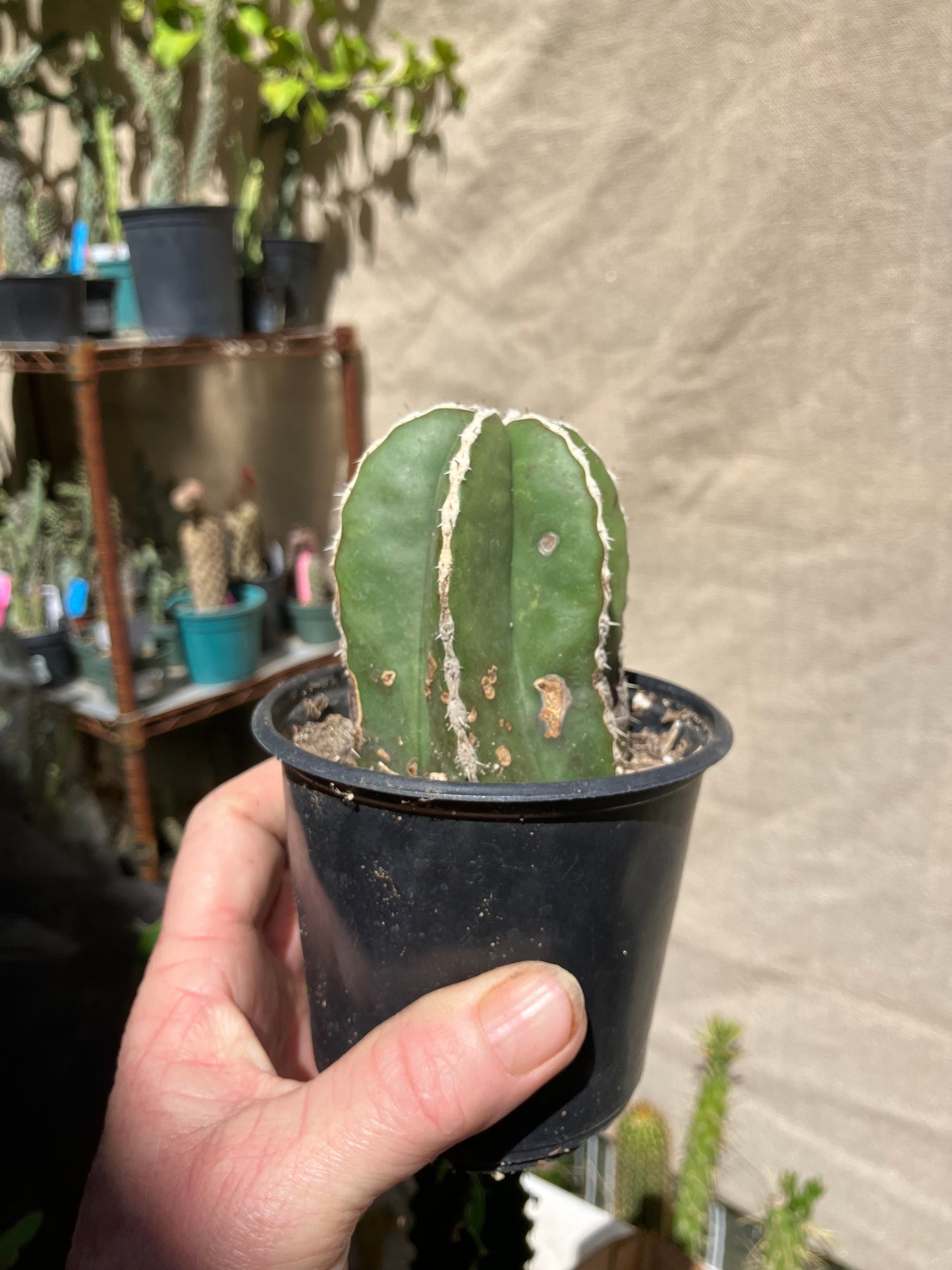 Pachycereus marginatus 
 Mexican Fence Post Cactus 3"Tall