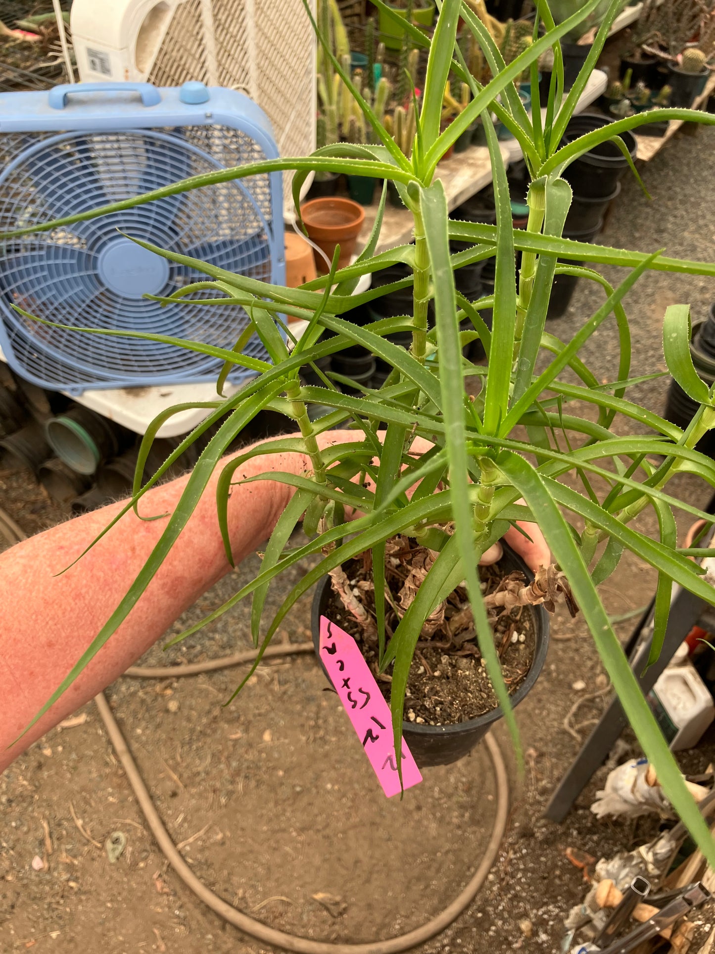 Aloe Ciliaris Climbing Succulent 12”Tall 5"Wide #12P