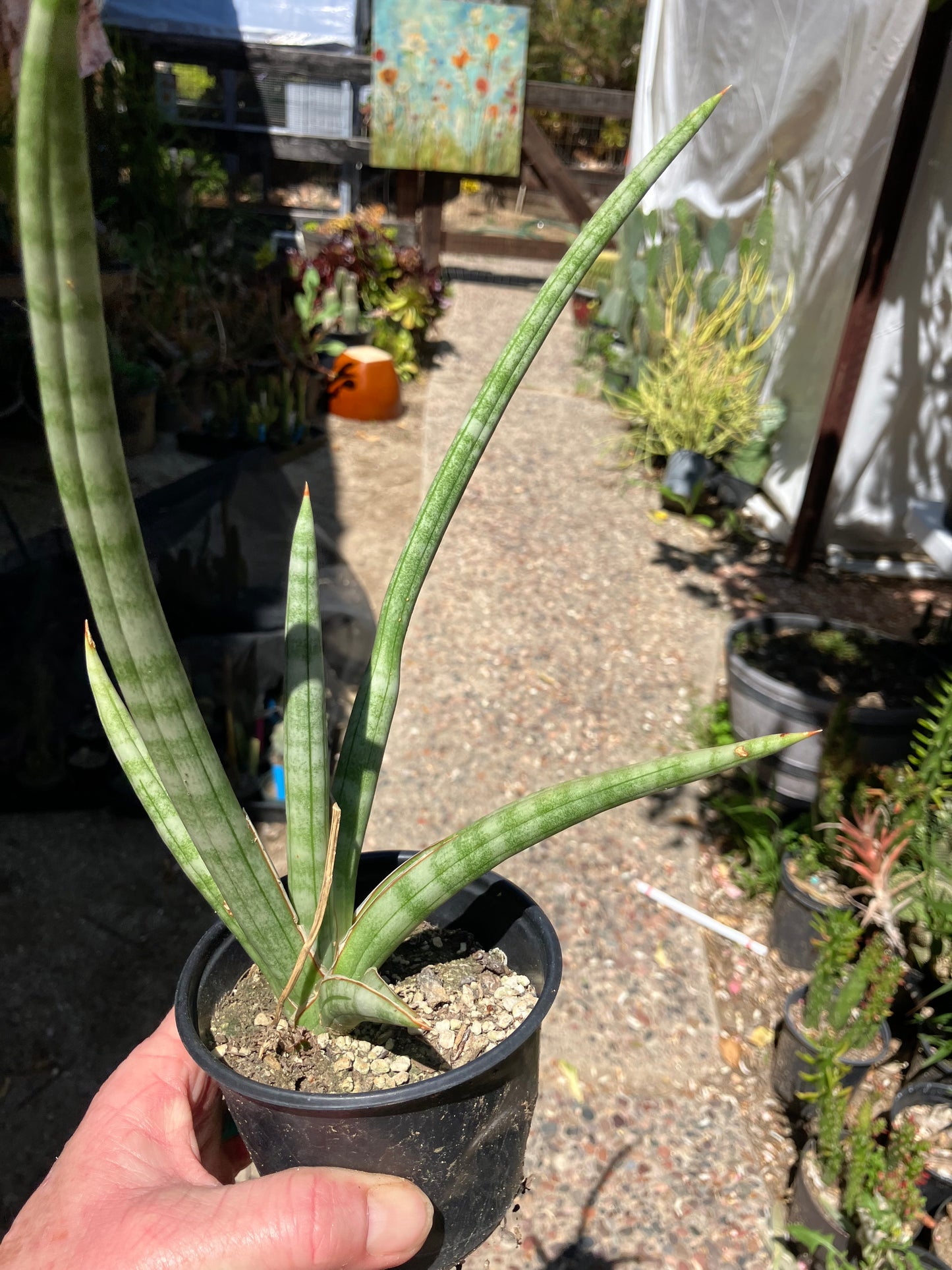 Sansevieria Fernwood Mikado Snake Plant 10”Tall #10G