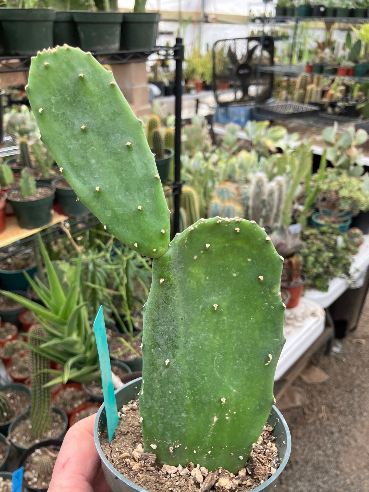 Opuntia Emerald wave Cactus 8”Tall #118G