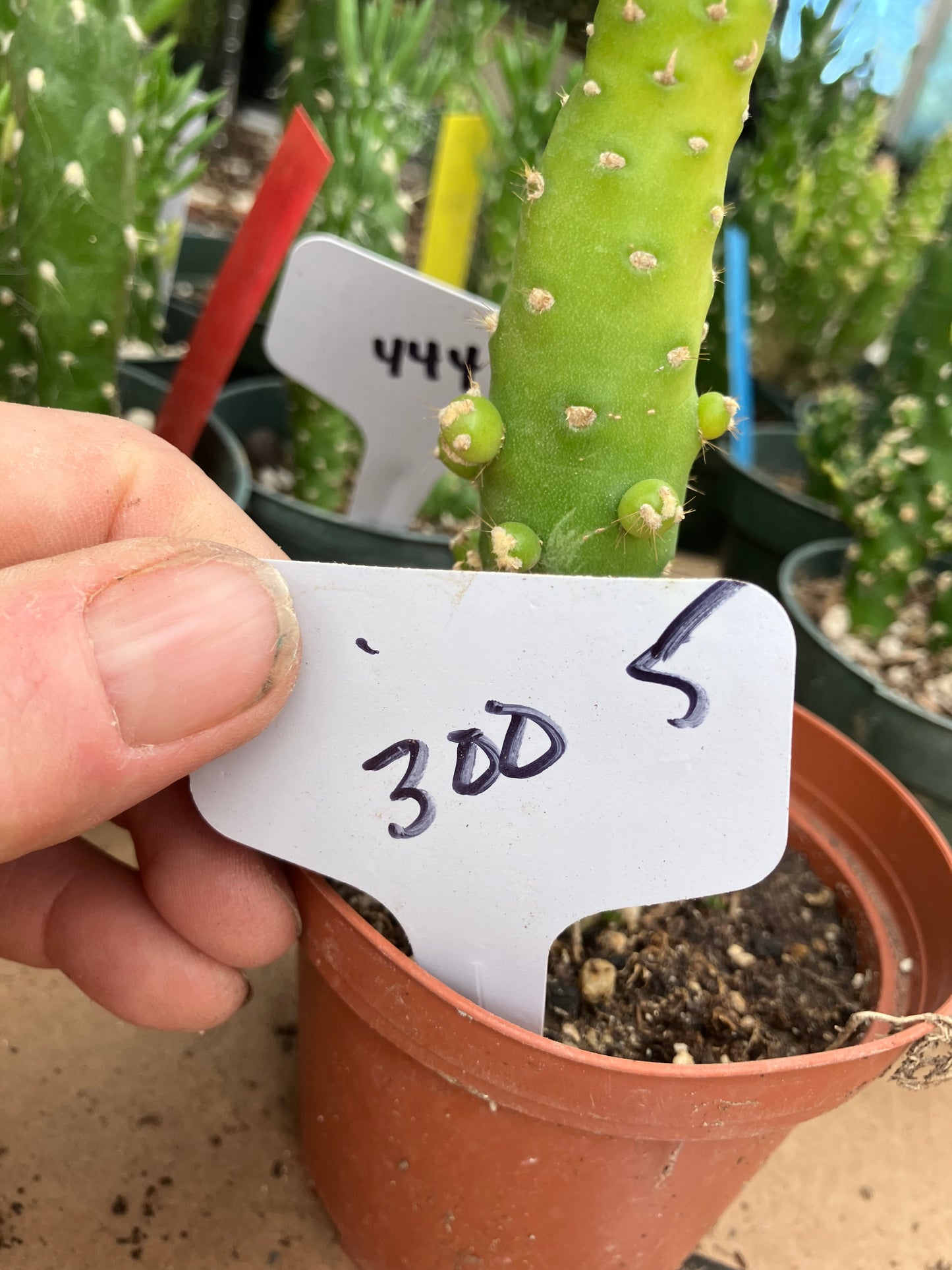 Austrocylindropuntia Cactus Gumbi Mini Eve's Needle 5"Tall #300W